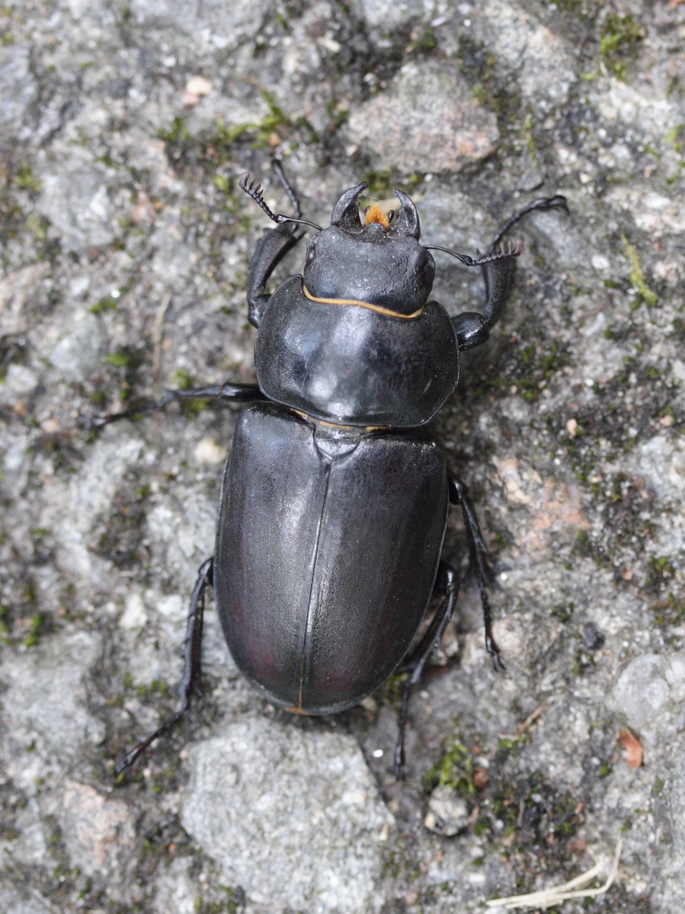 lucanus_cervus3md