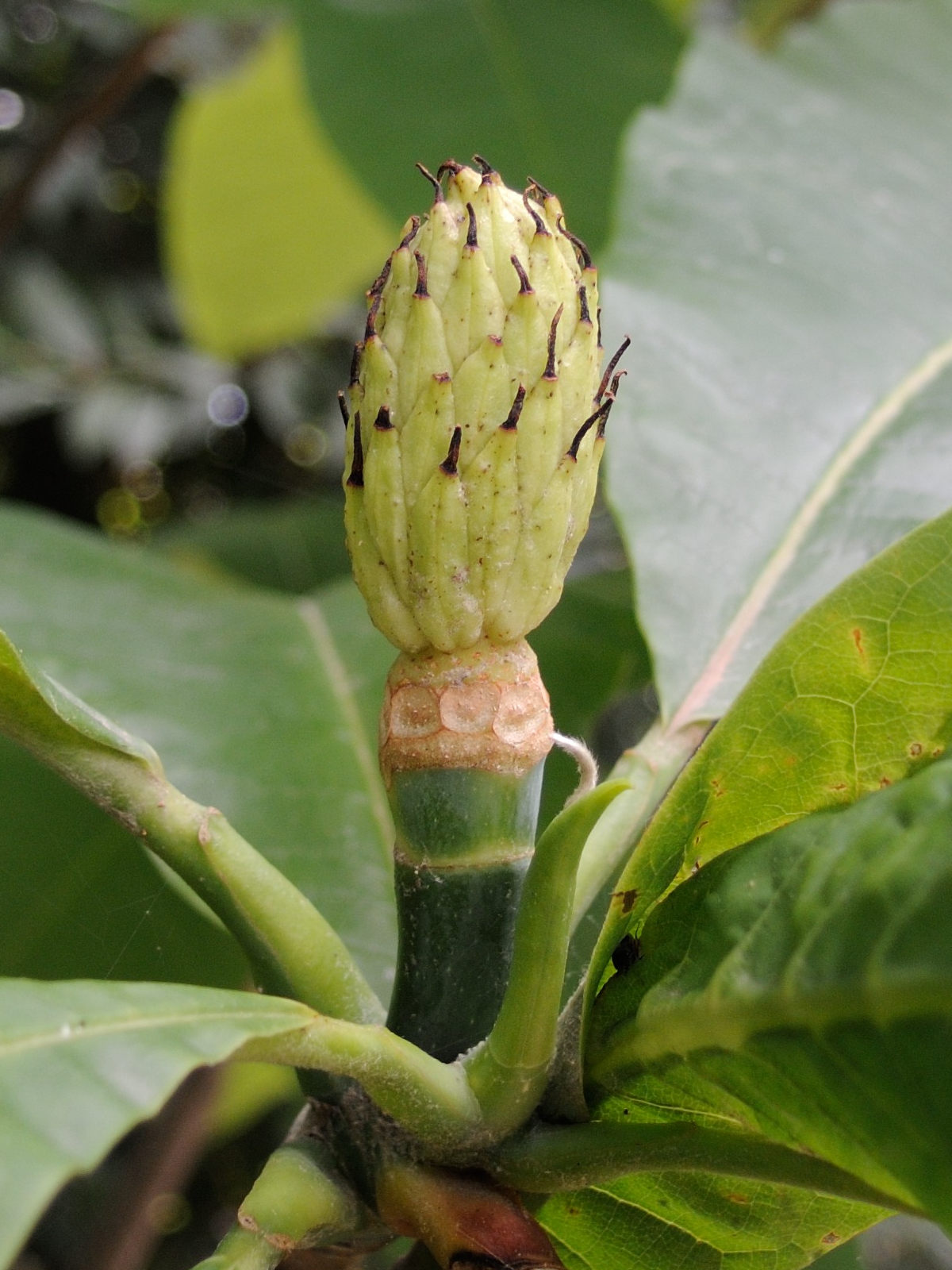 magnolia_tripetala3md