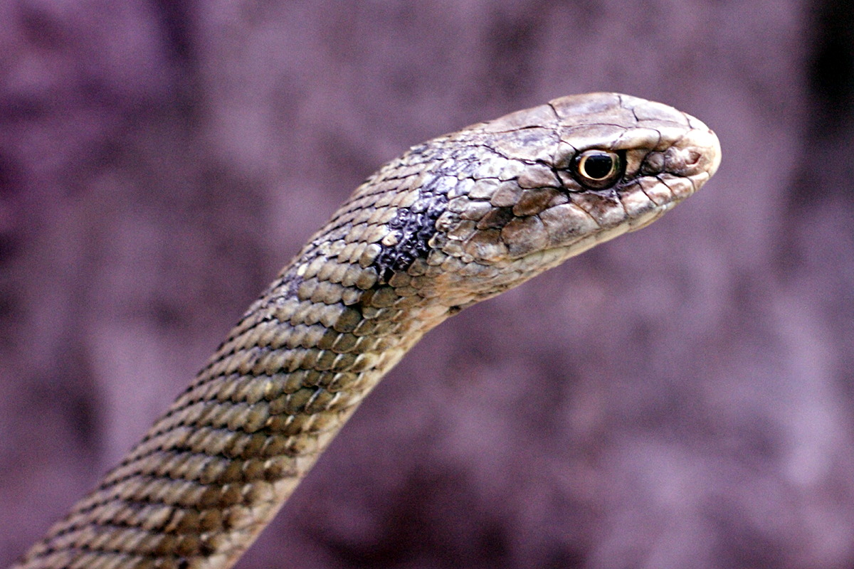 malpolon_monspessulanus2md