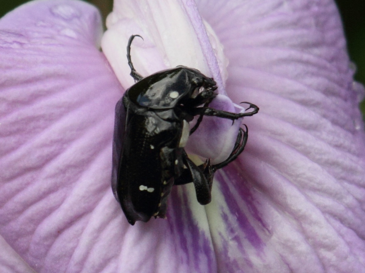 mausoleopsis_clouei1bd