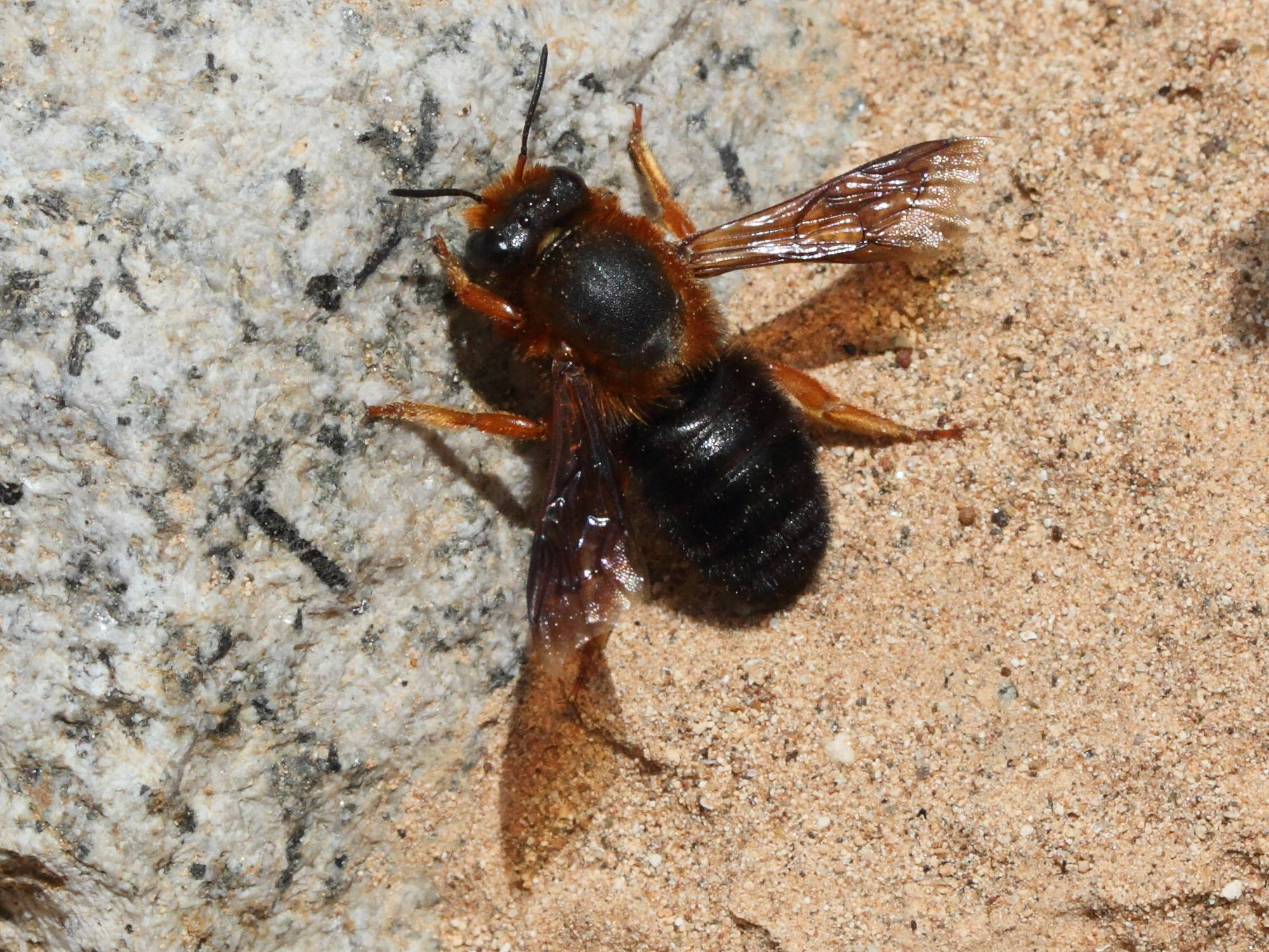 megachile_sicula2md