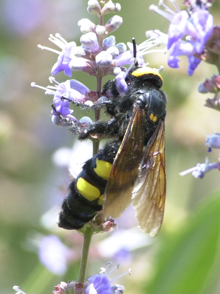 megascolia_maculata_flavifrons1md