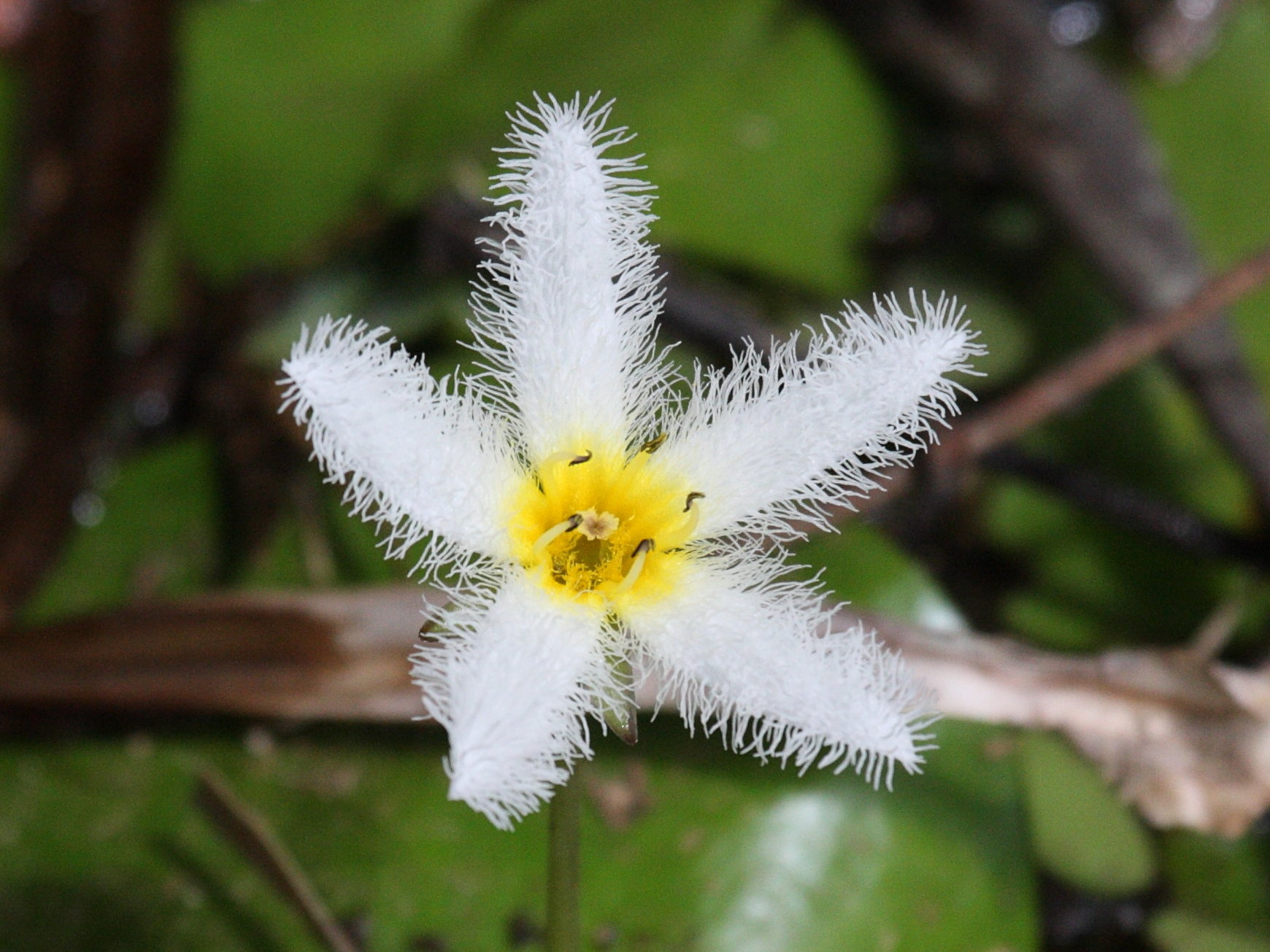 Afficher le média nymphoides_indica5bd nymphoides_indica5bd