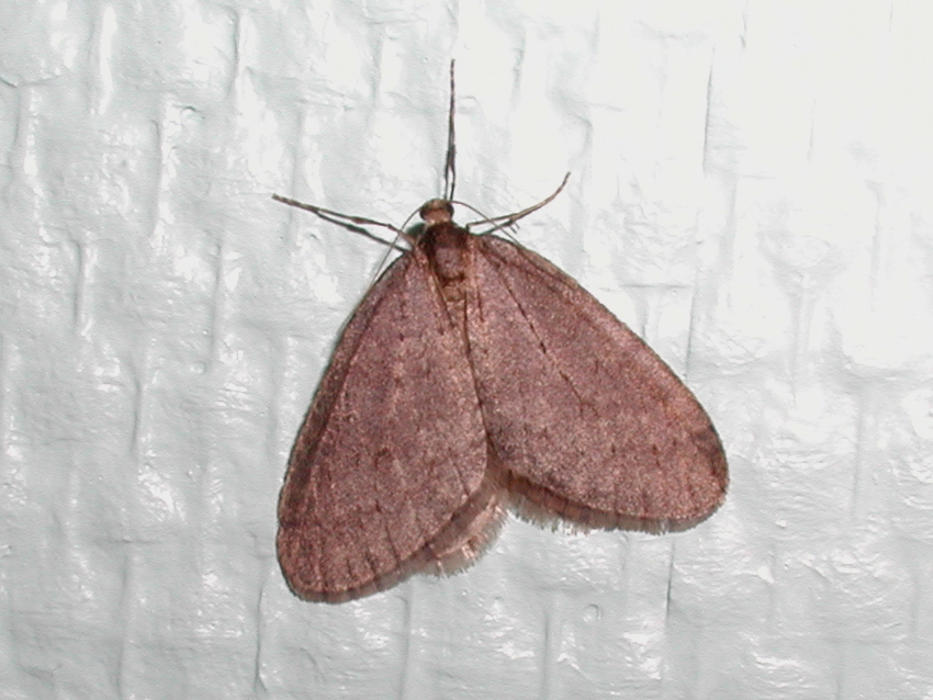 operophtera_brumata1md