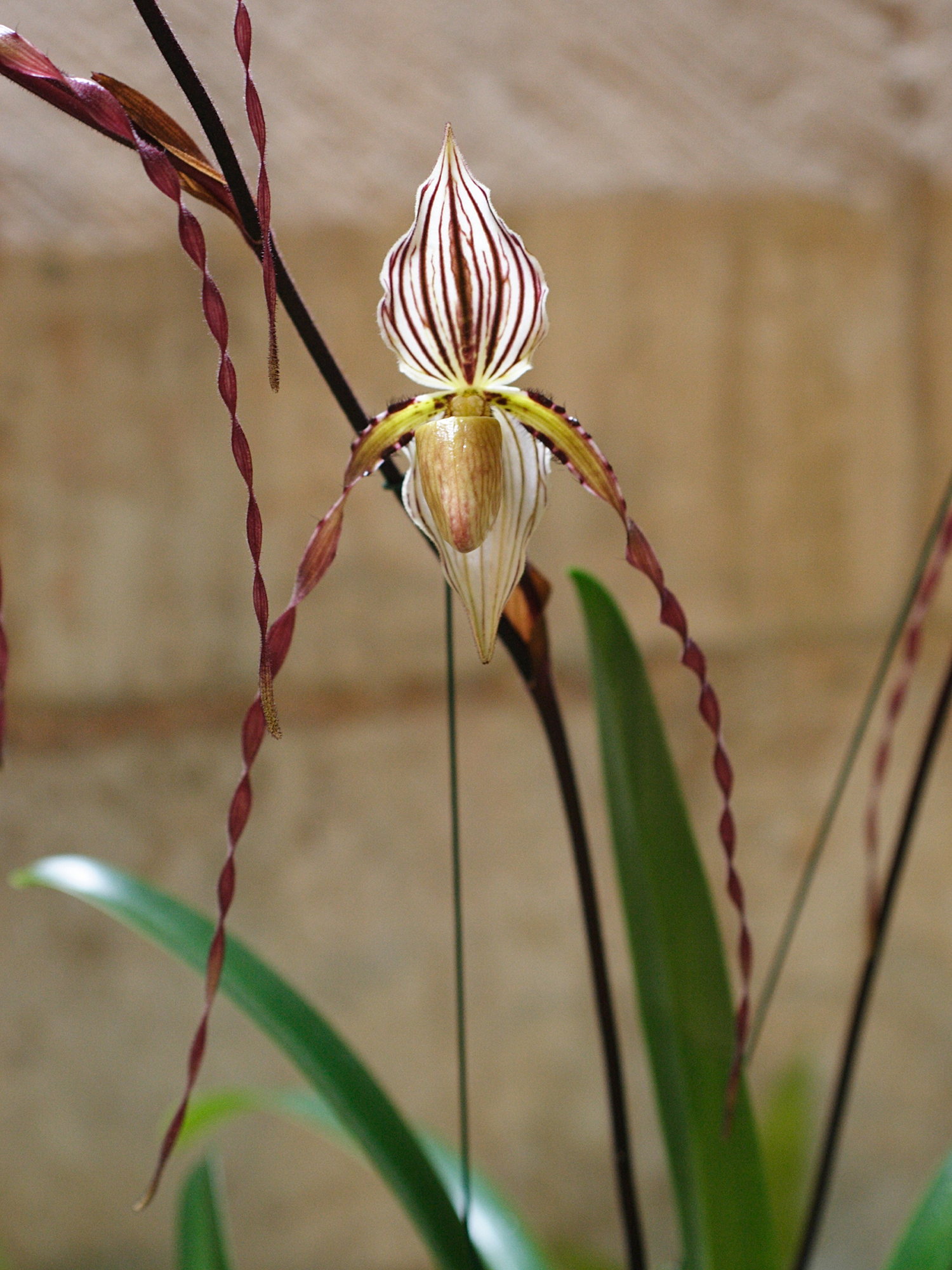 Afficher le média paphiopedilum_philippinense4md paphiopedilum_philippinense4md