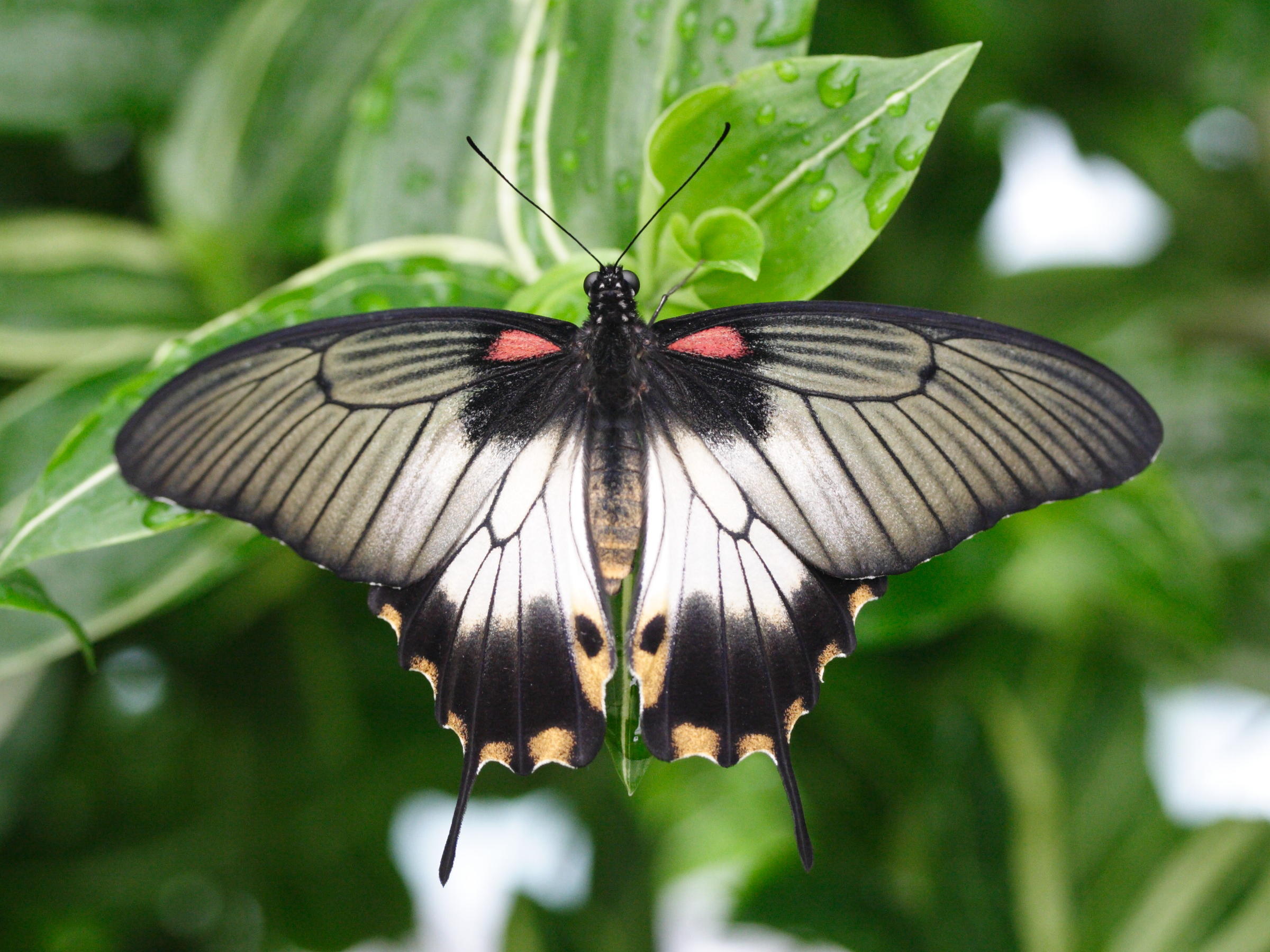 papilio_lowi5md
