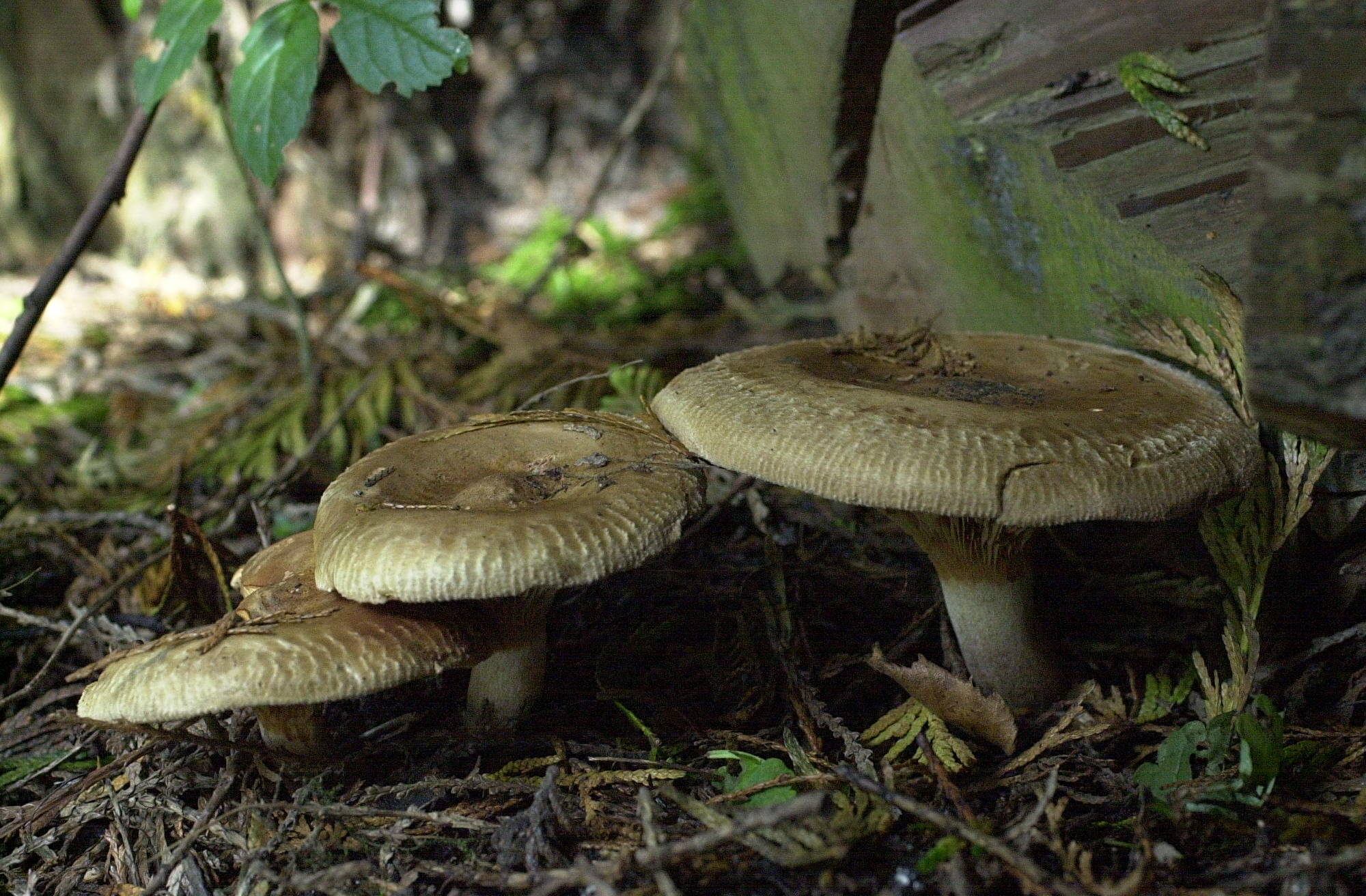paxillus_involutus3bd