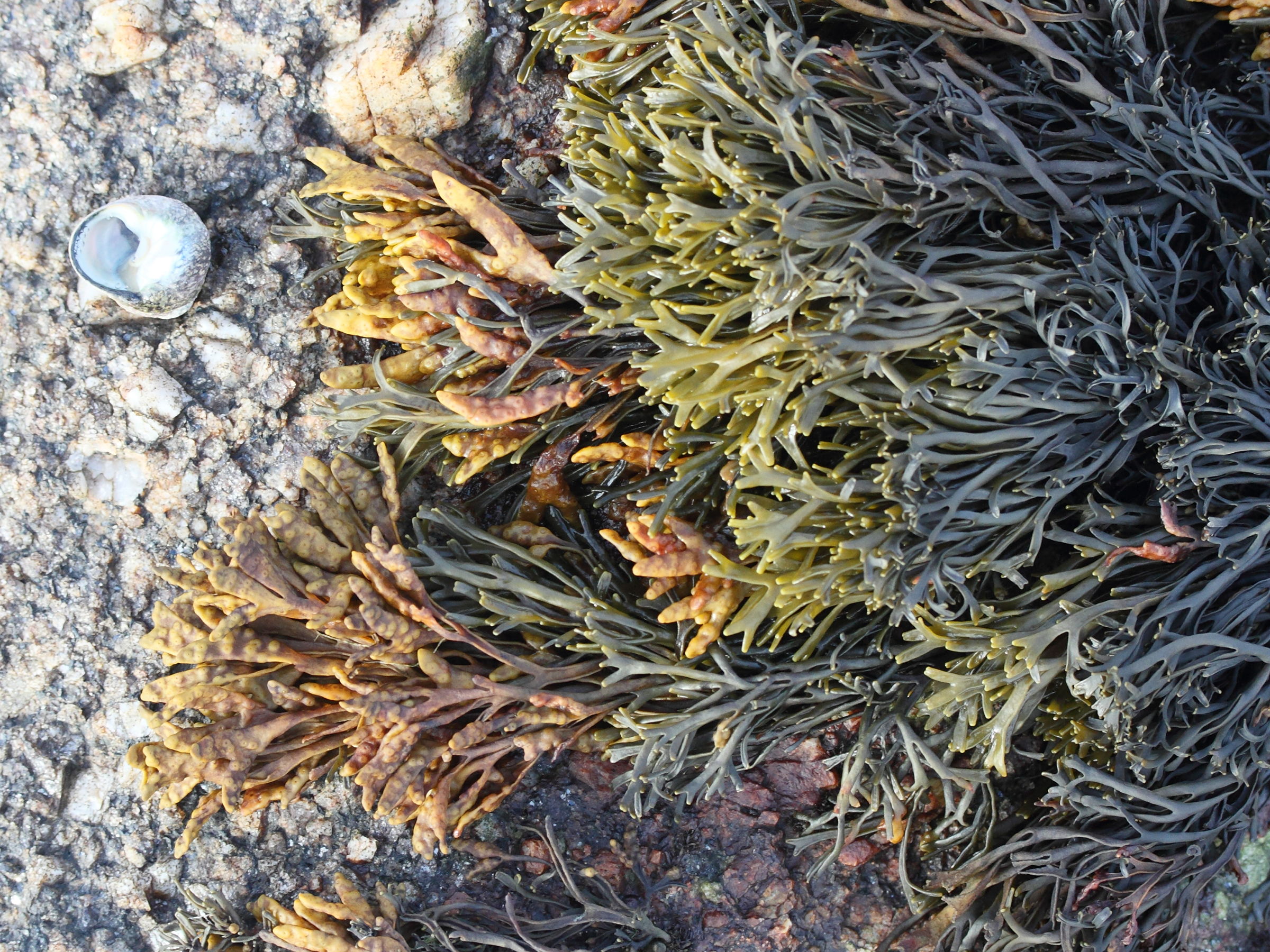 pelvetia_caniculata3md