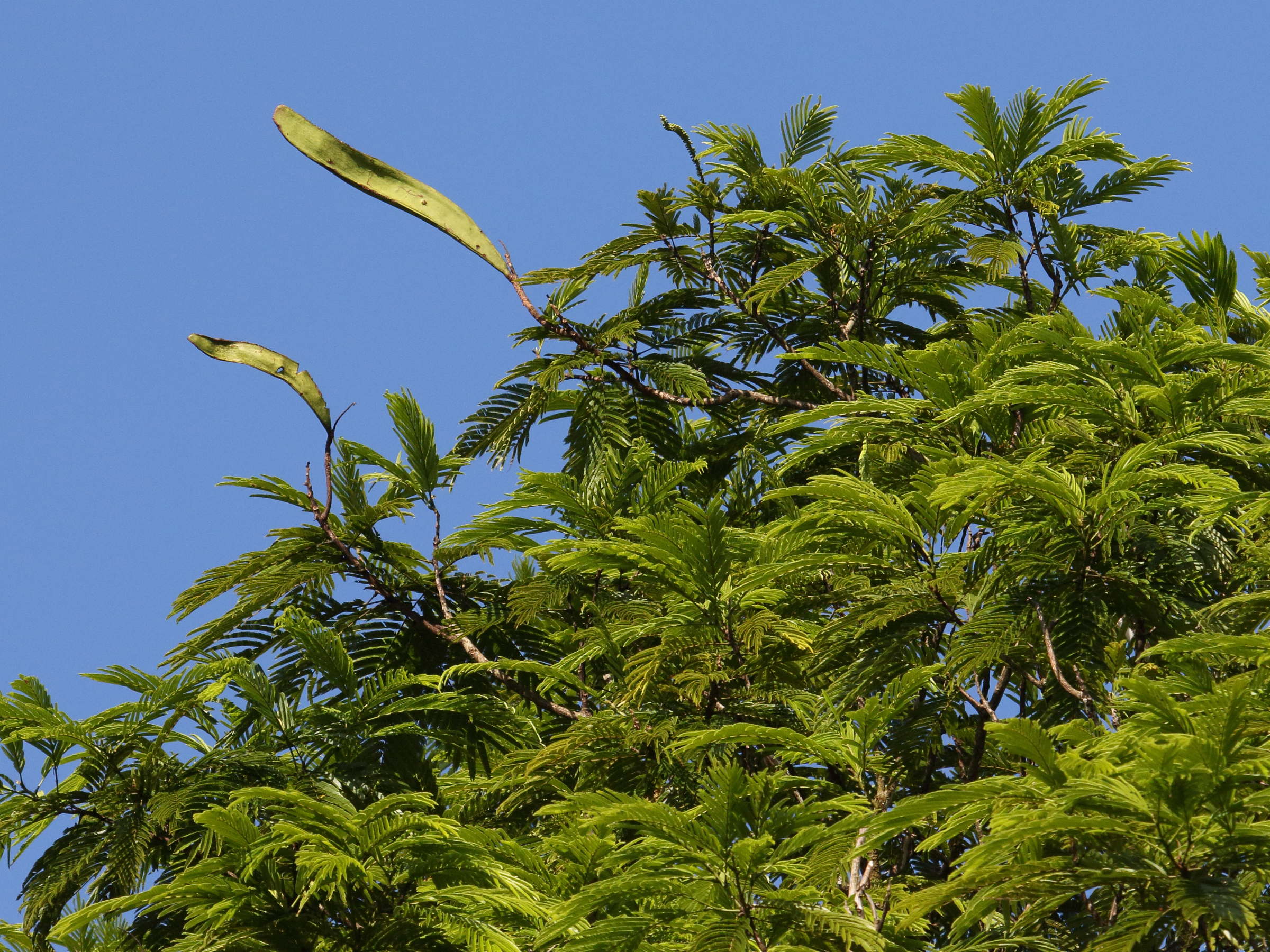 Afficher le média pentaclethra_macroloba4bd pentaclethra_macroloba4bd