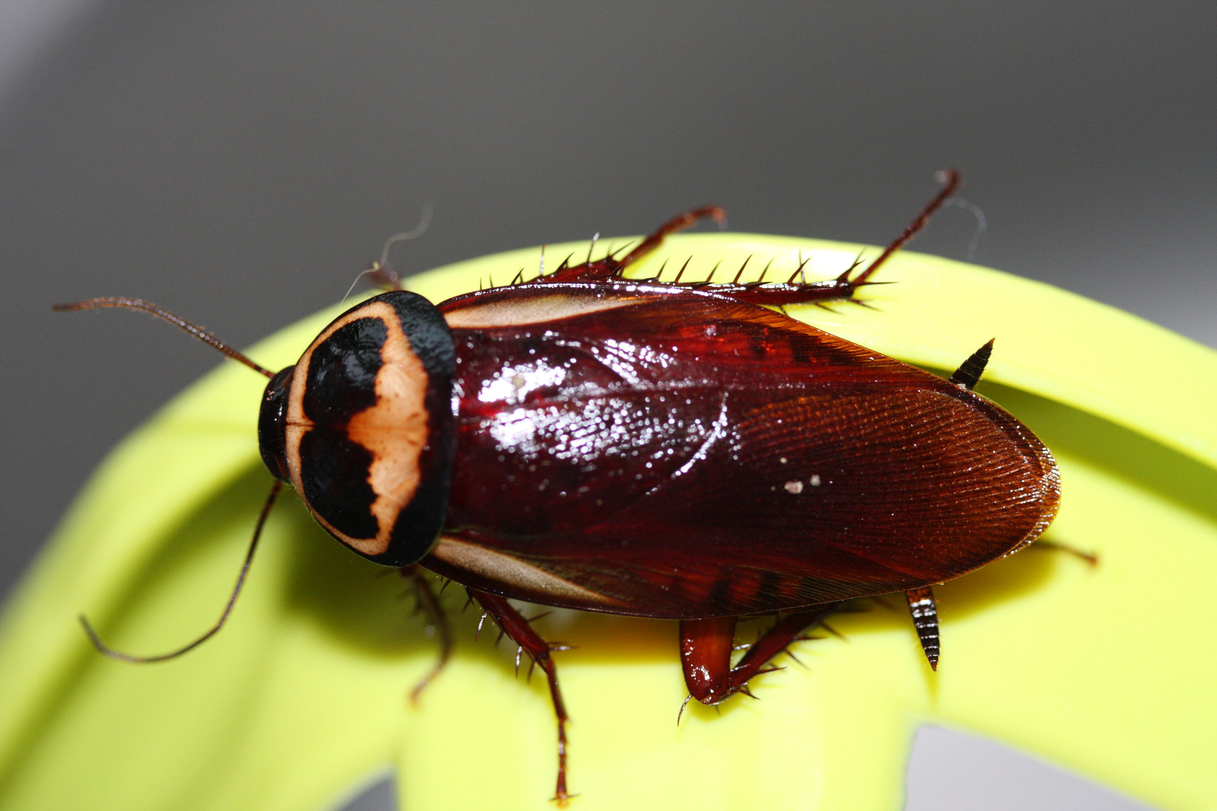 periplaneta_australasiae2md