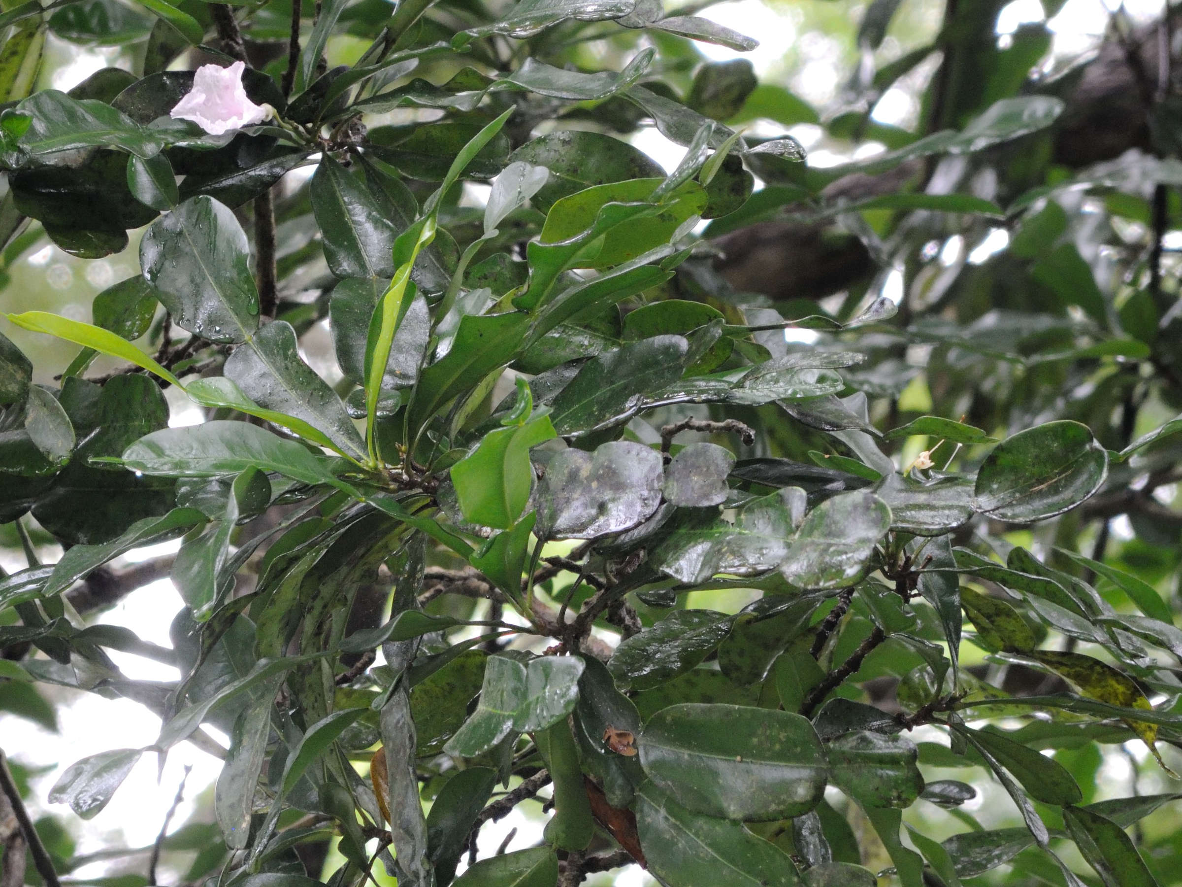 Afficher le média phyllarthron_comorense2md phyllarthron_comorense2md