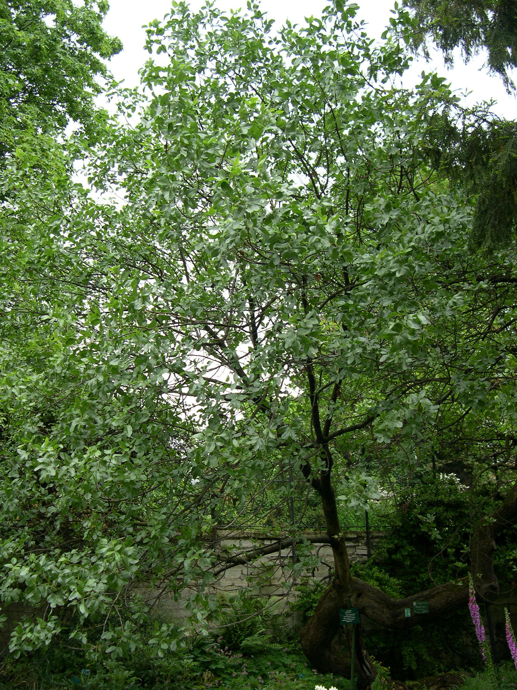 Afficher le média pistacia_vera1md pistacia_vera1md