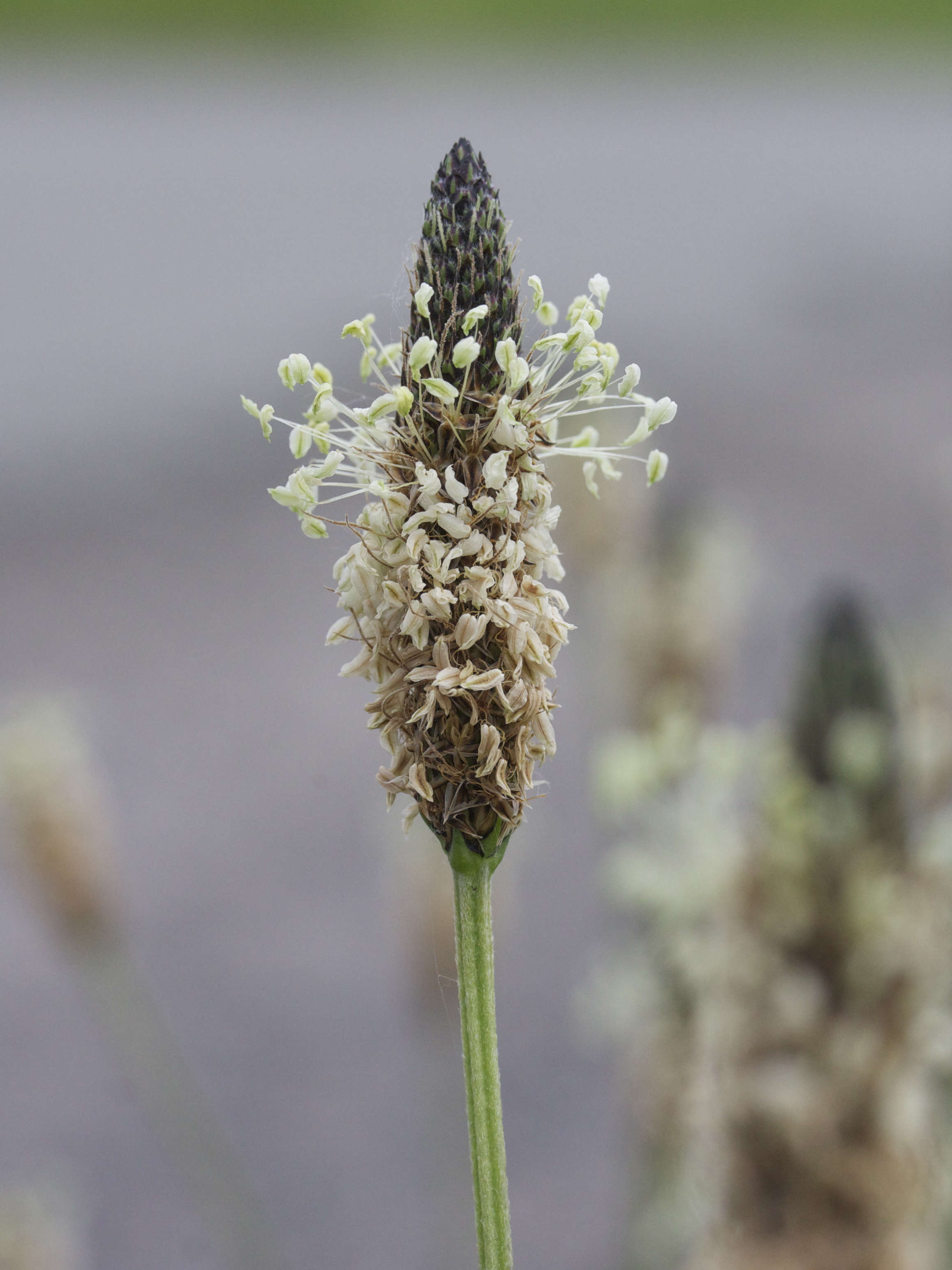 plantago_lanceolata3bmd