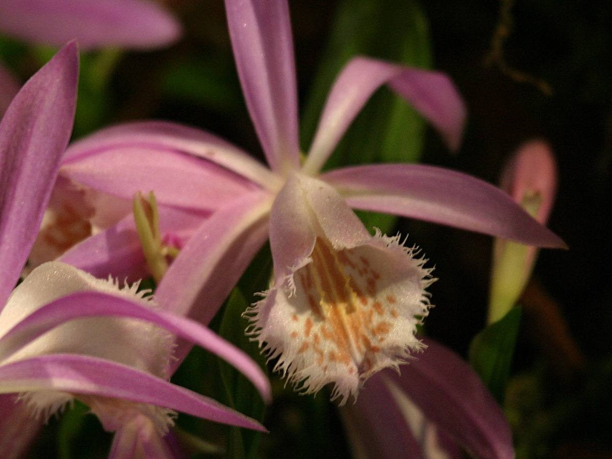 pleione_formosana3bd