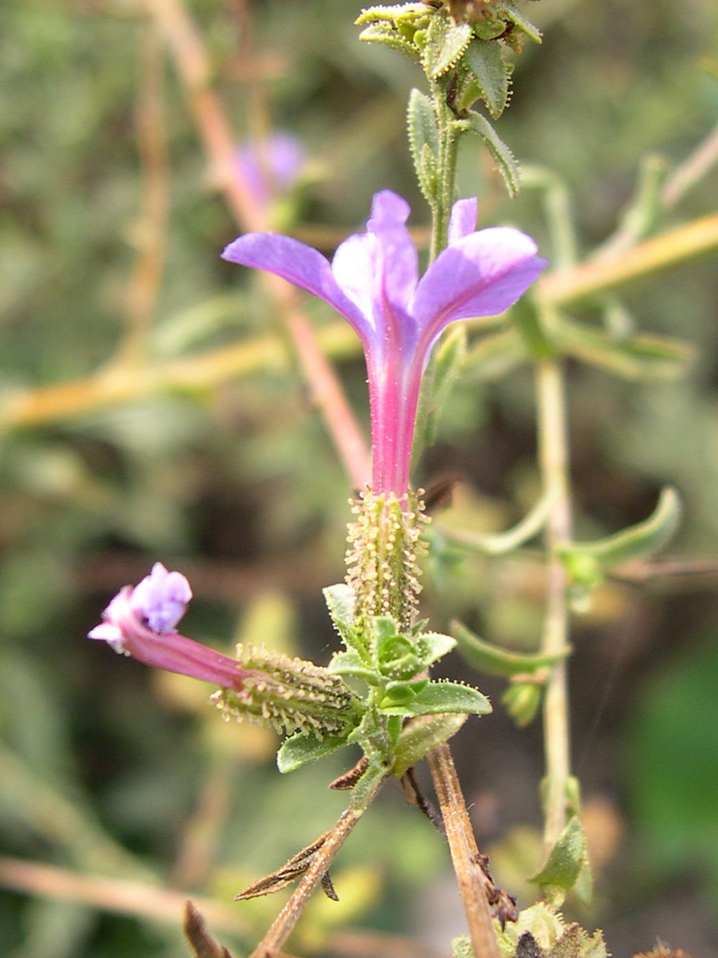 plumbago_europaea3md