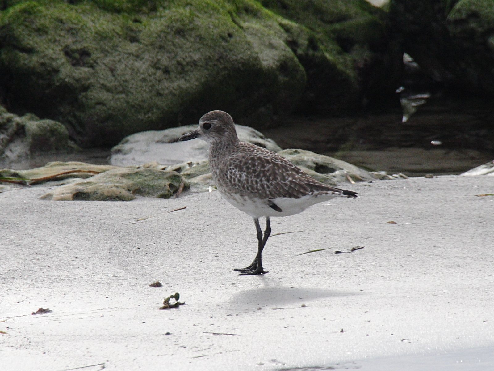 pluvier_argente_-_pluvialis_squatarola3bd