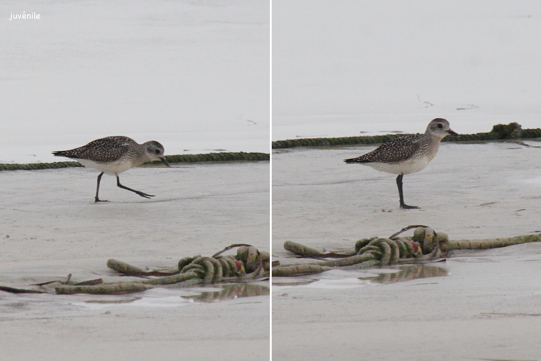pluvier_argente_-_pluvialis_squatarola4bd