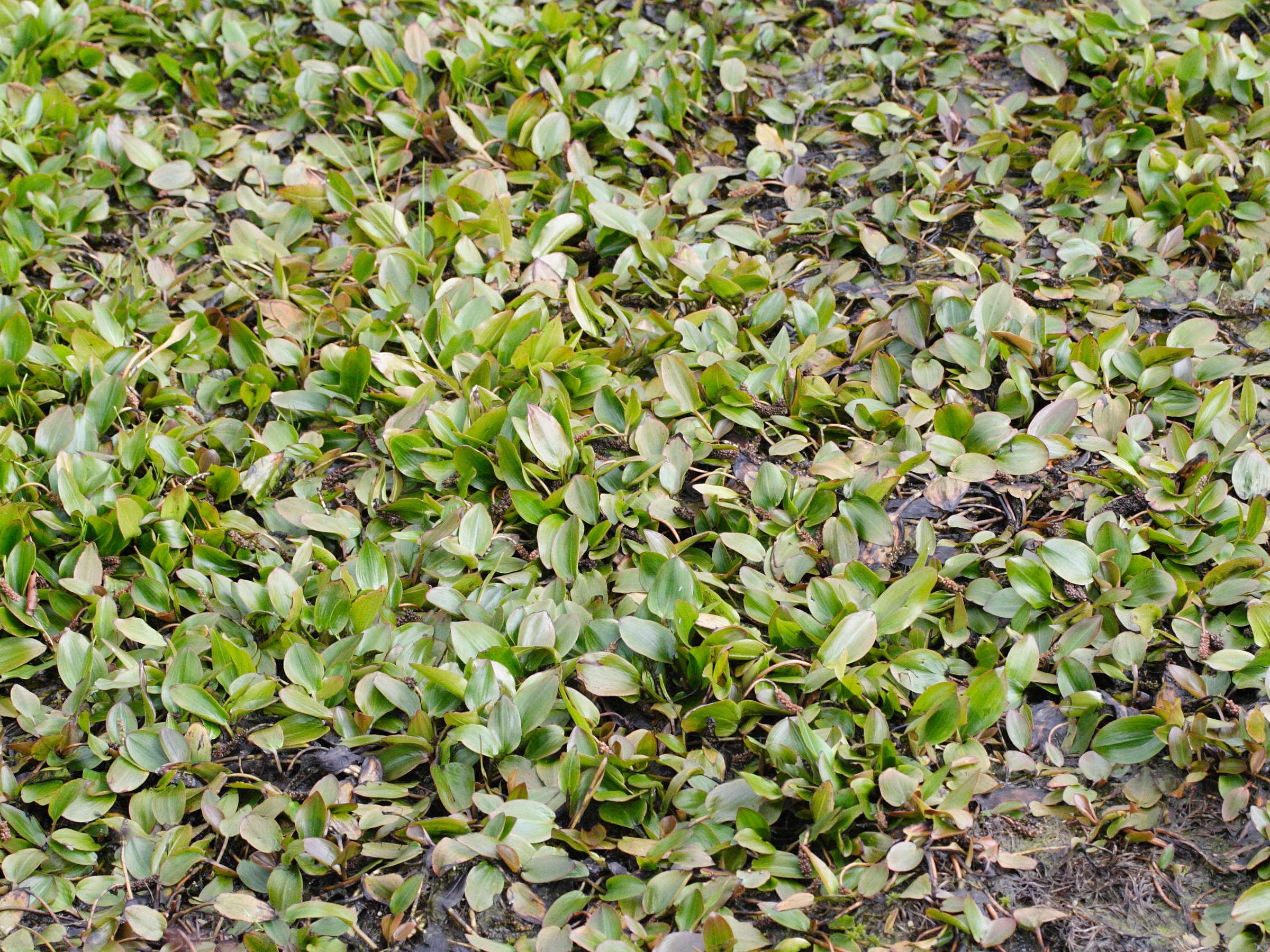 potamogeton_polygonifolius4md