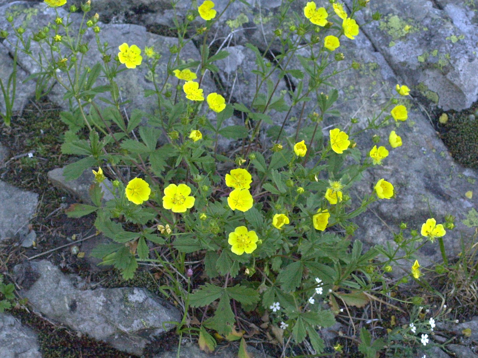 potentilla_grandiflora1md