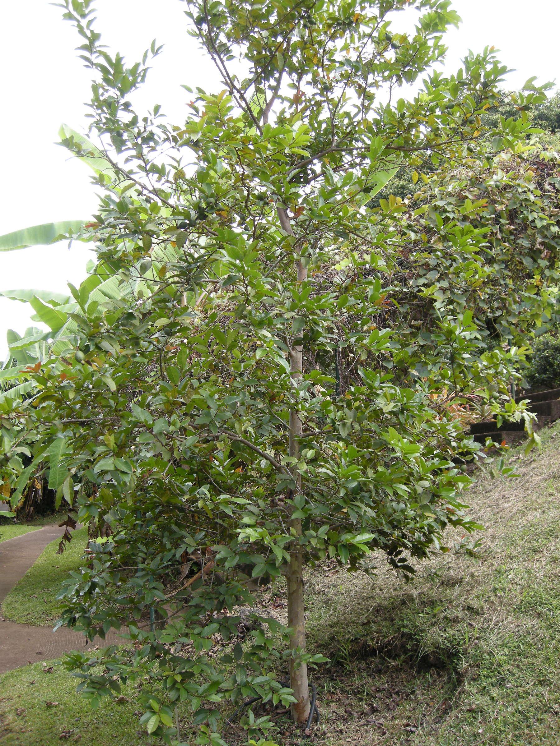 psidium_friedrichsthalianum1md