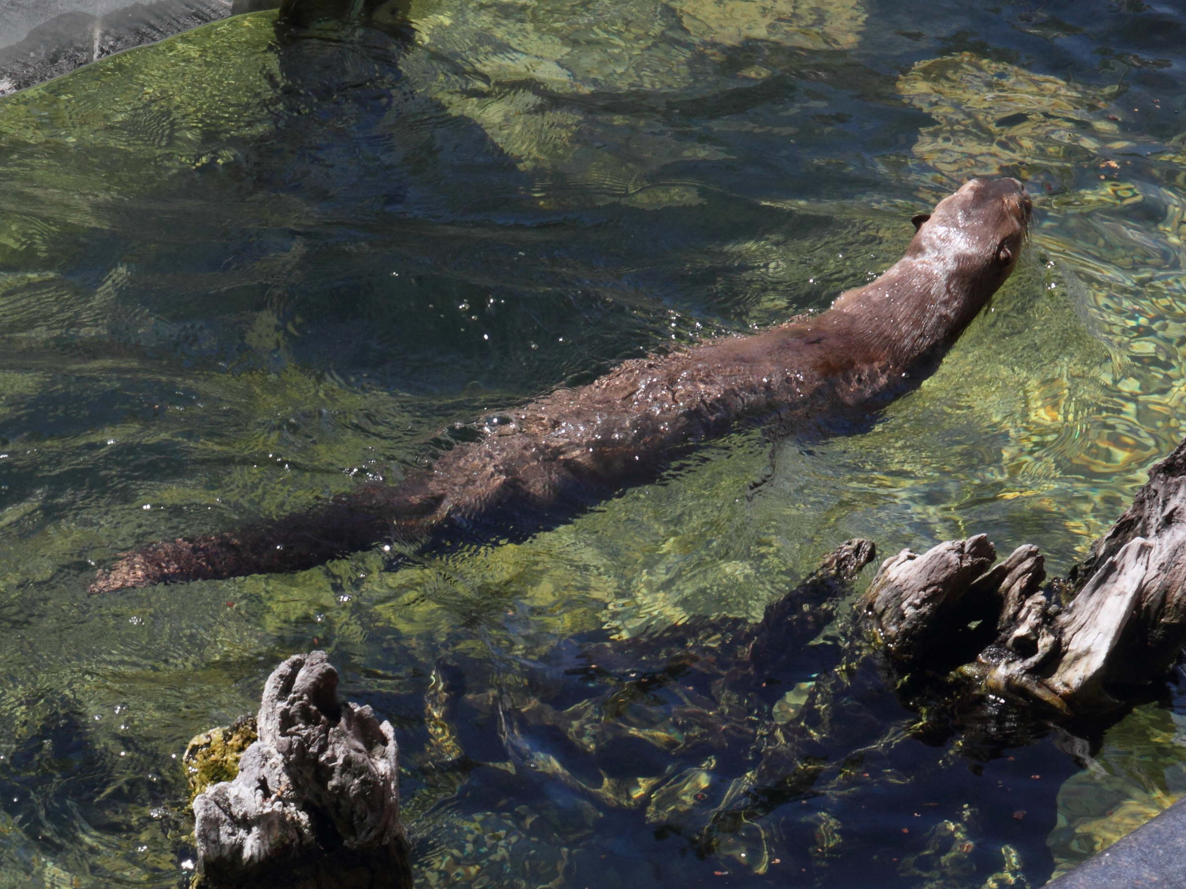 pteronura_brasiliensis3md