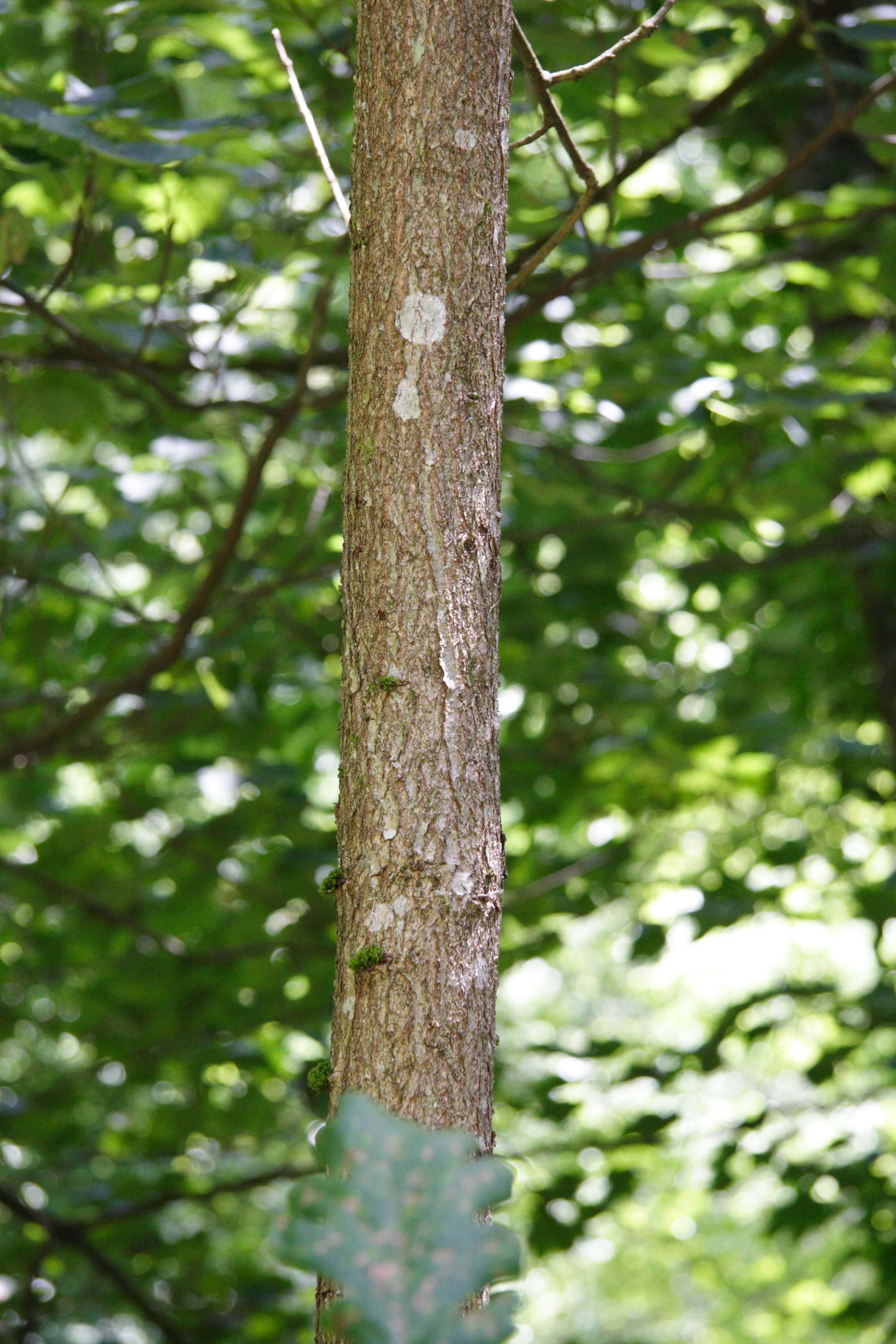 quercus_frainetto2md