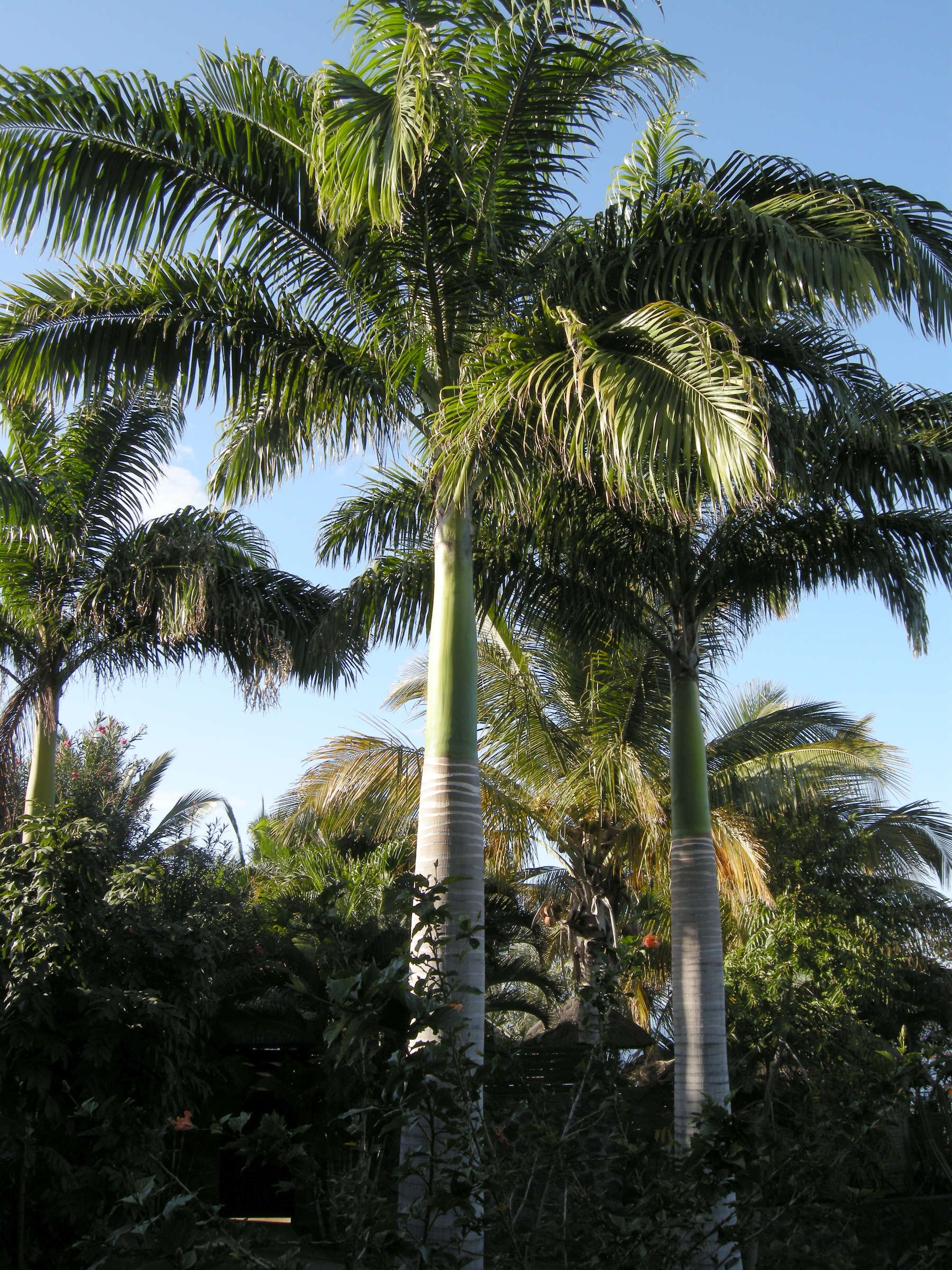 roystonea_oleracea2md