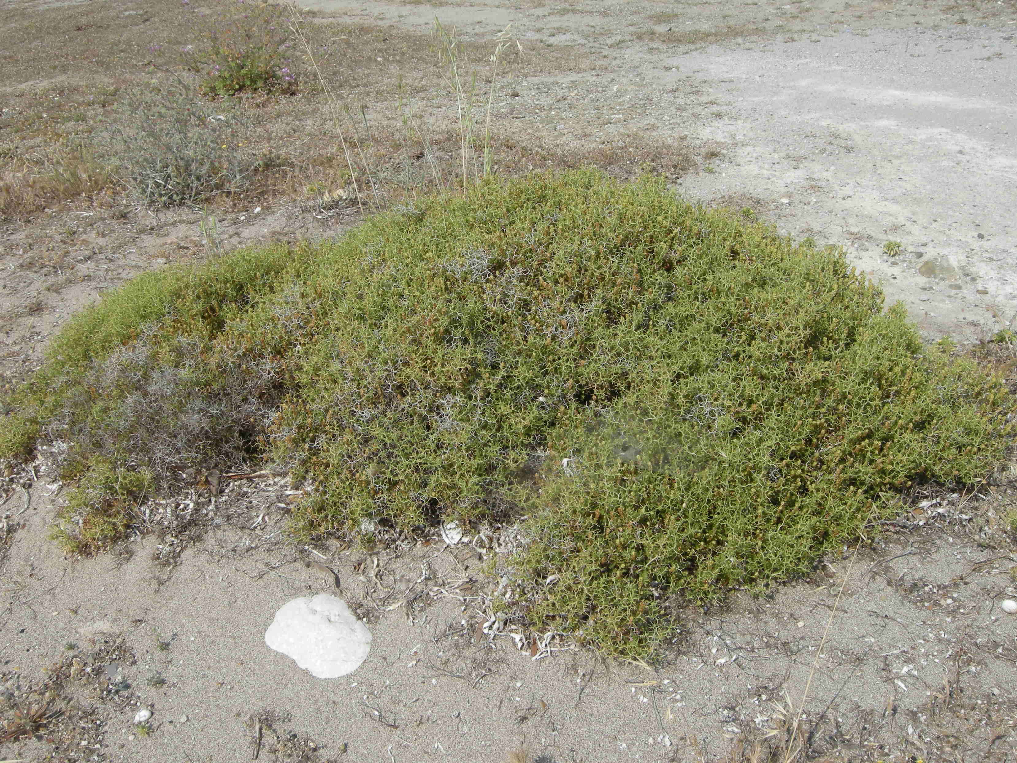 sarcopoterium_spinosum4md