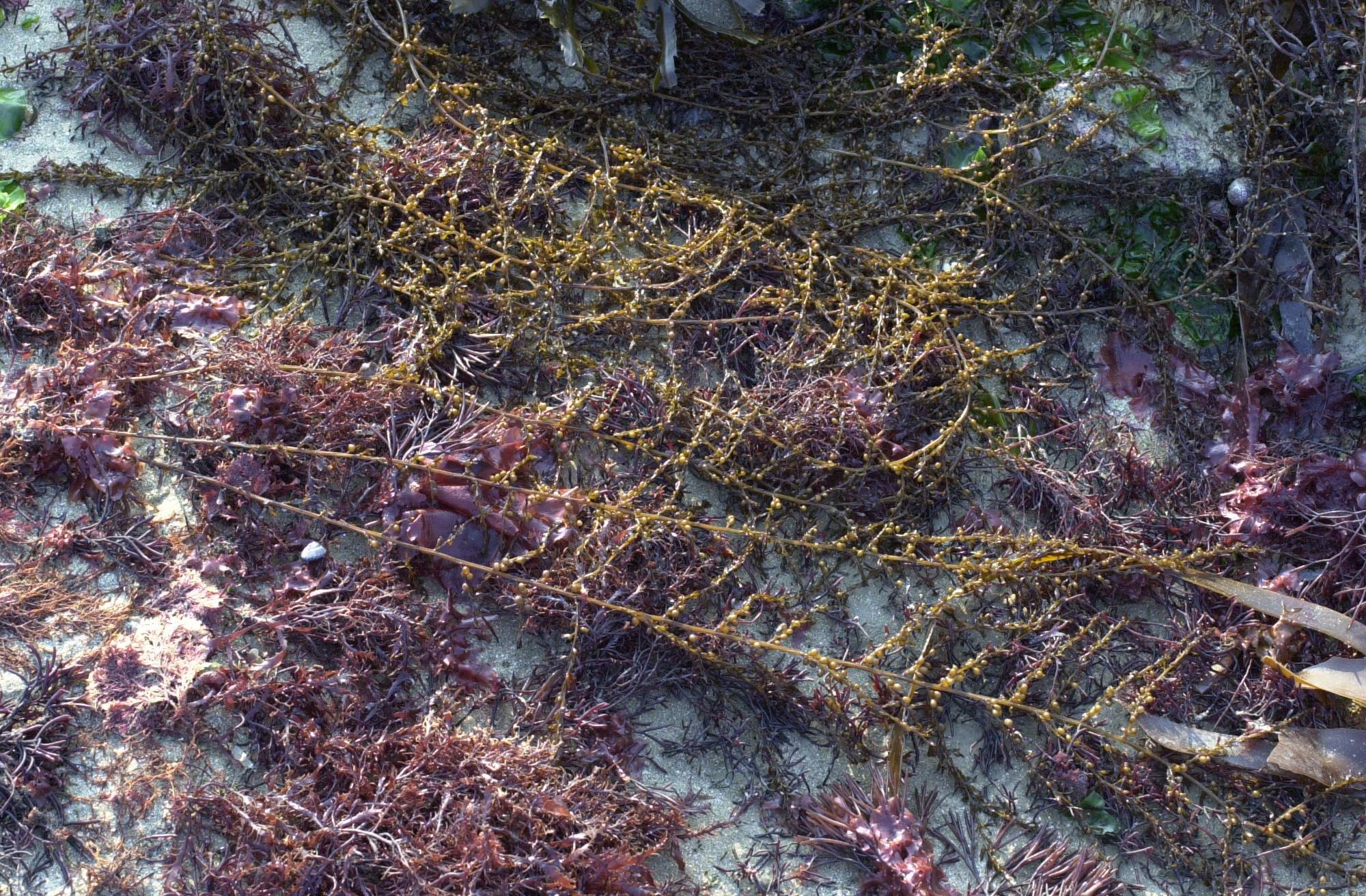 Afficher le média sargassum_muticum3md sargassum_muticum3md