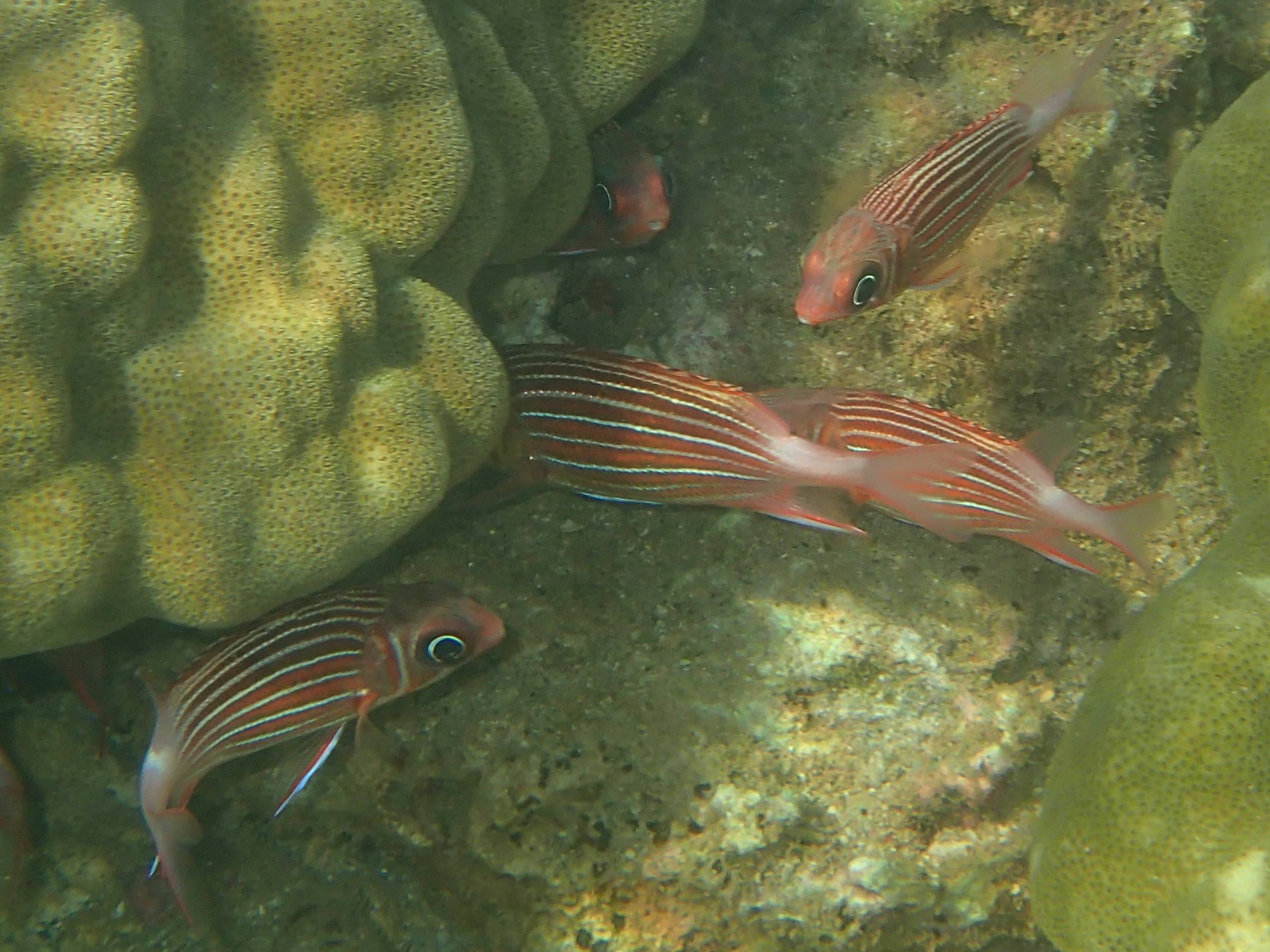 Afficher le média sargocentron_rubrum1bd sargocentron_rubrum1bd