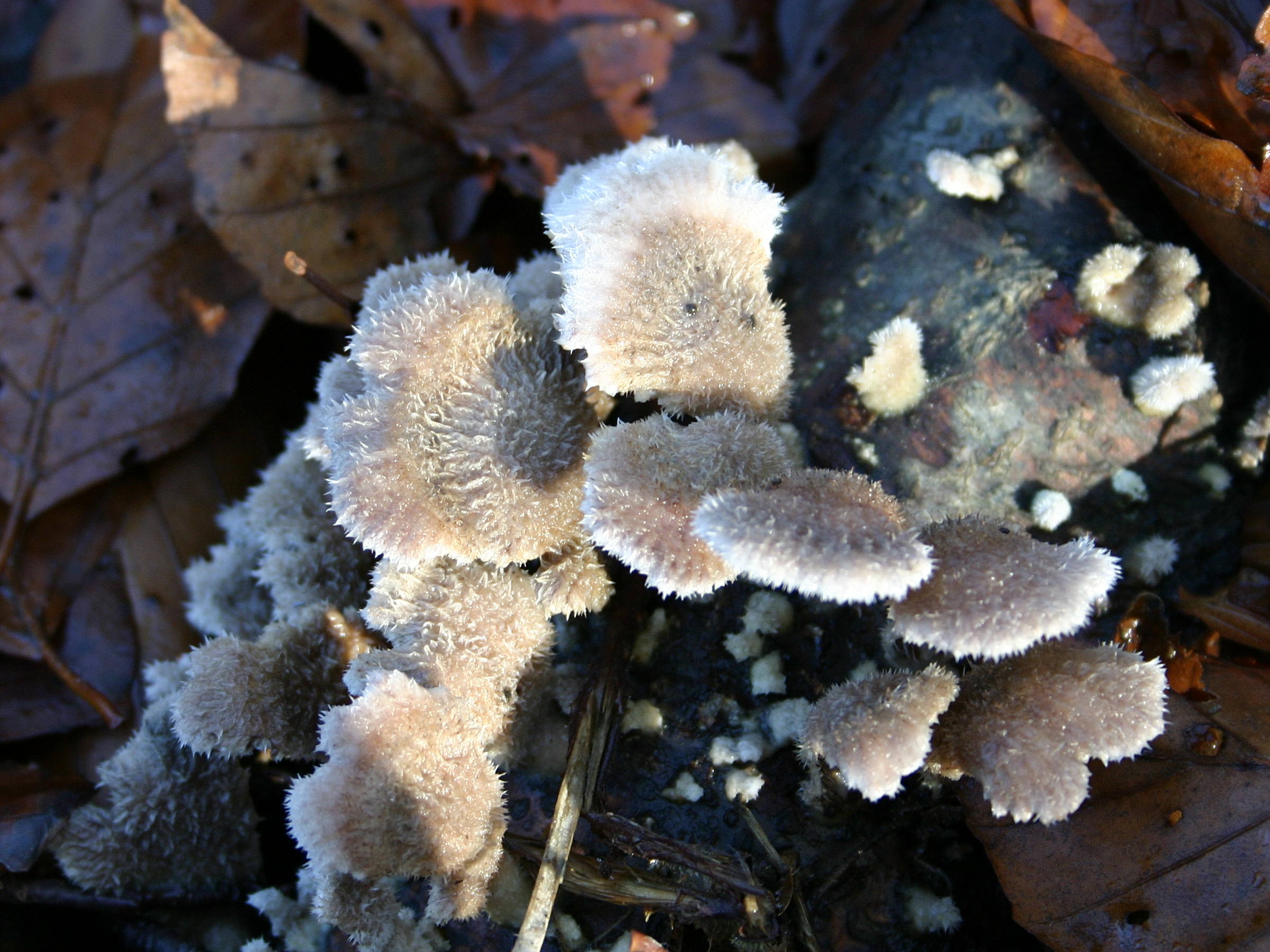 Afficher le média schizophyllum_commune4asd schizophyllum_commune4asd