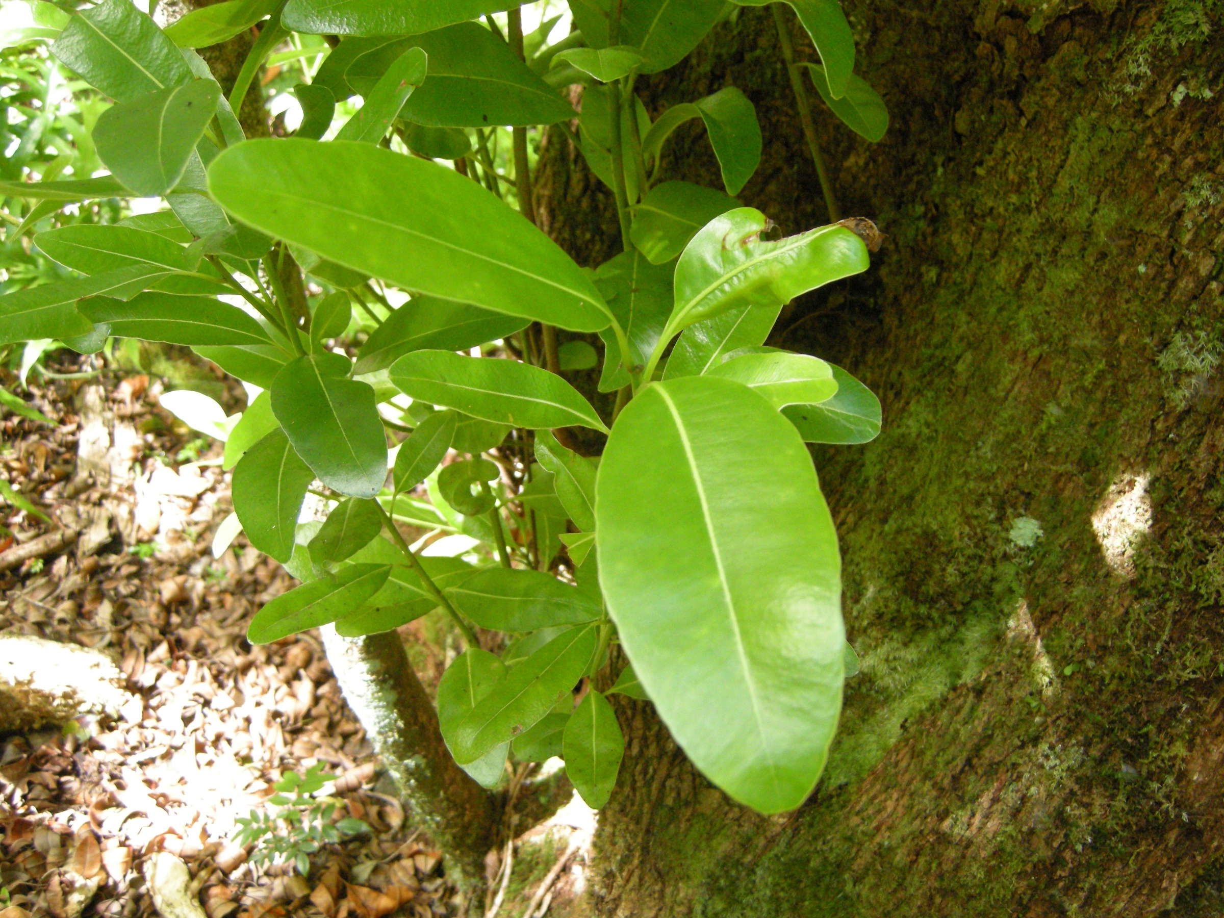 sideroxylon_borbonicum1md