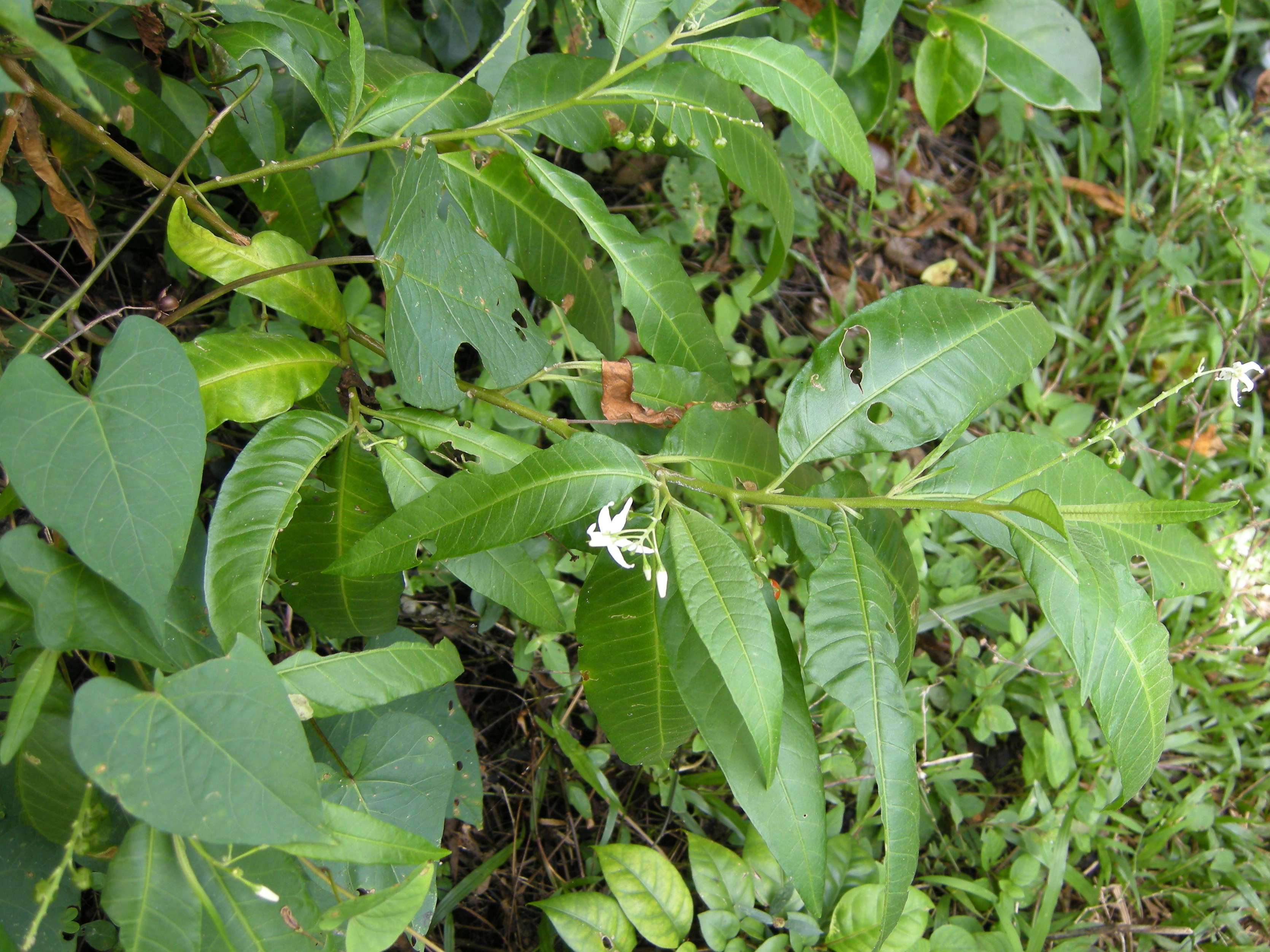 Afficher le média solanum_racemosum_inerme1md solanum_racemosum_inerme1md