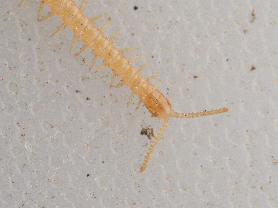 Afficher le média stigmatogaster_subterraneus2md stigmatogaster_subterraneus2md