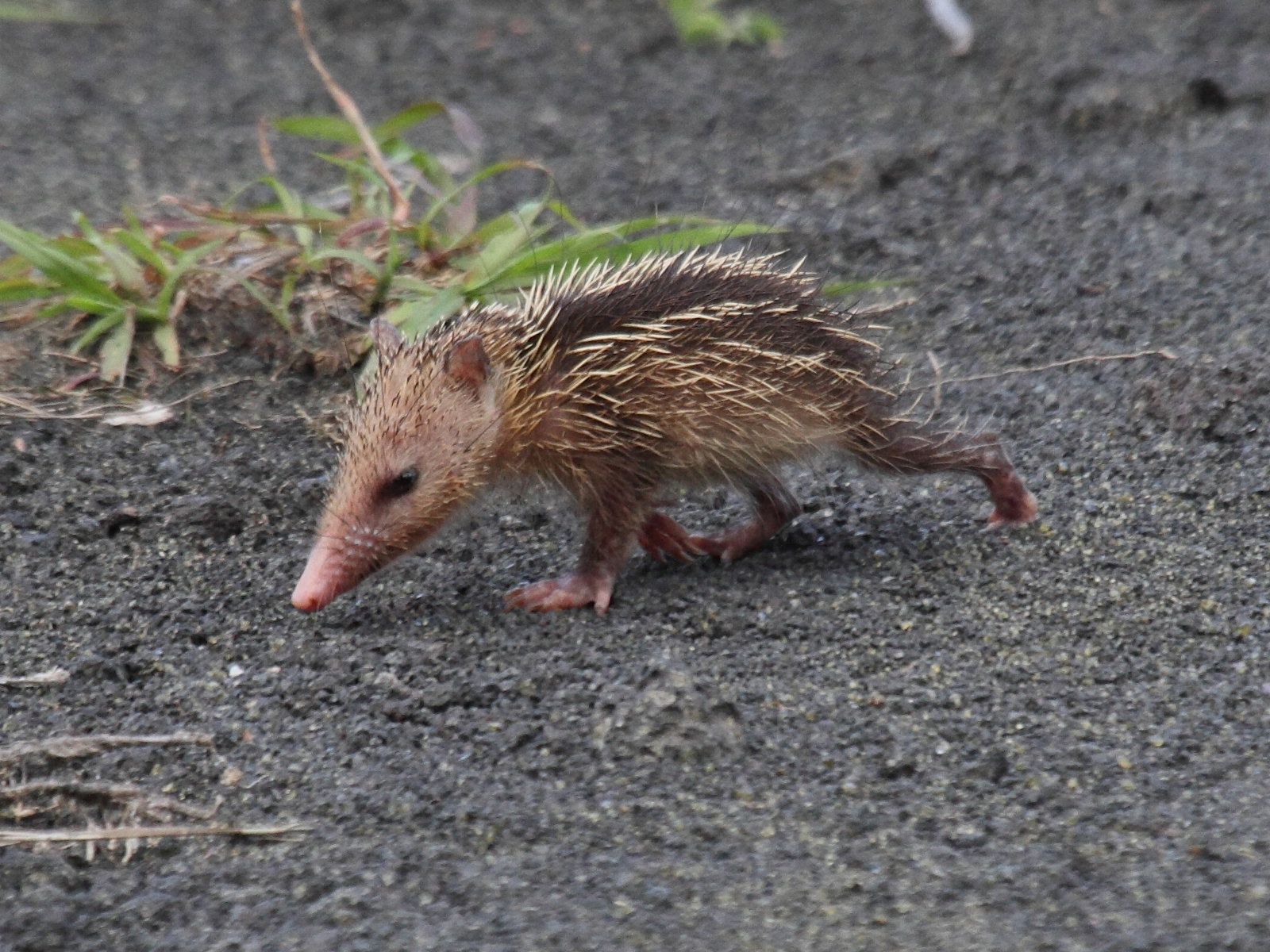 tenrec_ecaudatus3bd