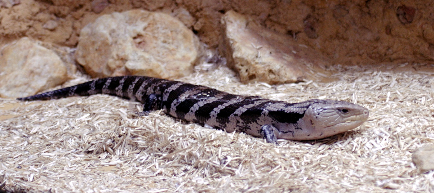 tiliqua_scincoides1bd