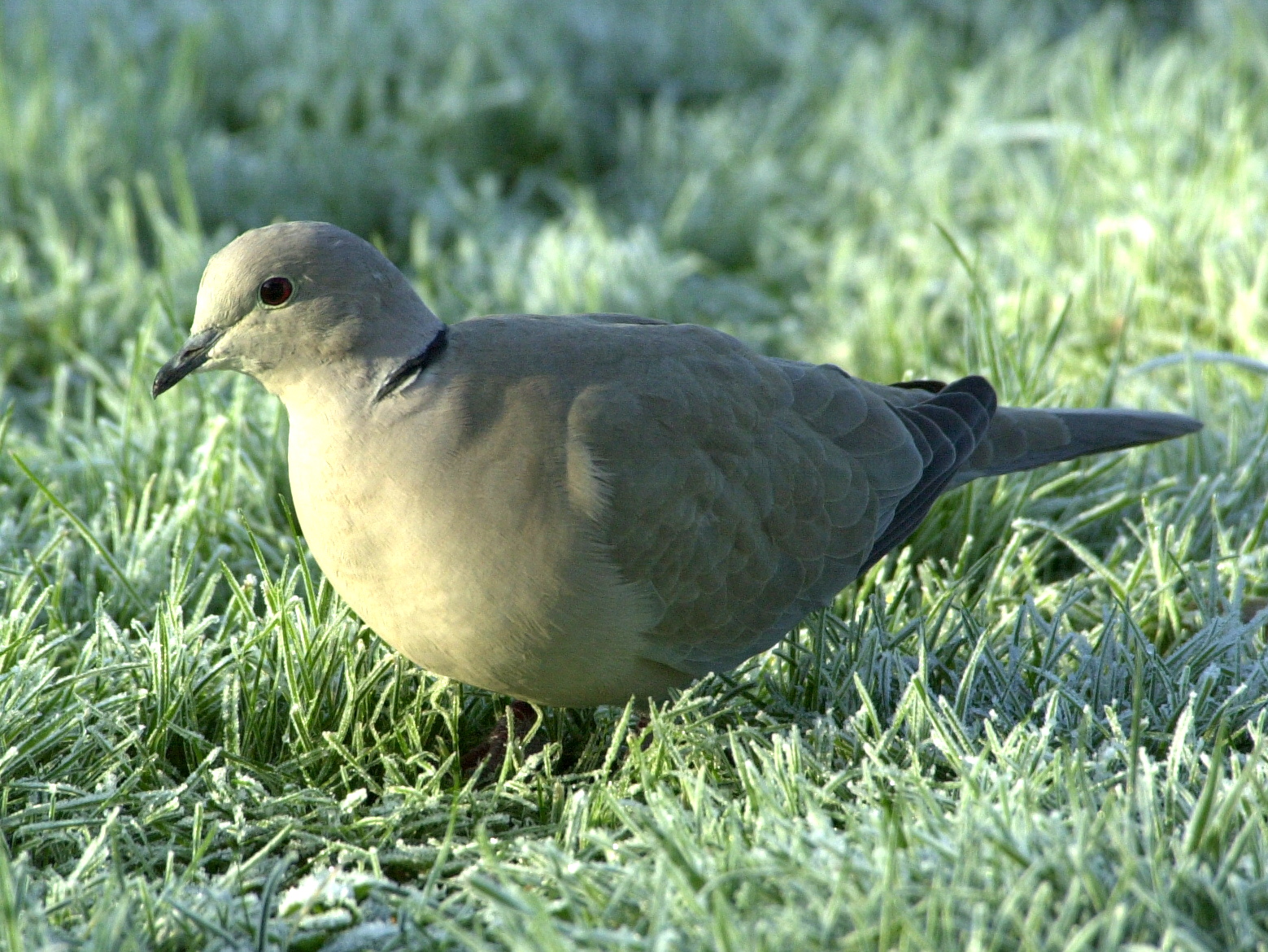 tourterelle_turque_-_streptopelia_decaocto1bd