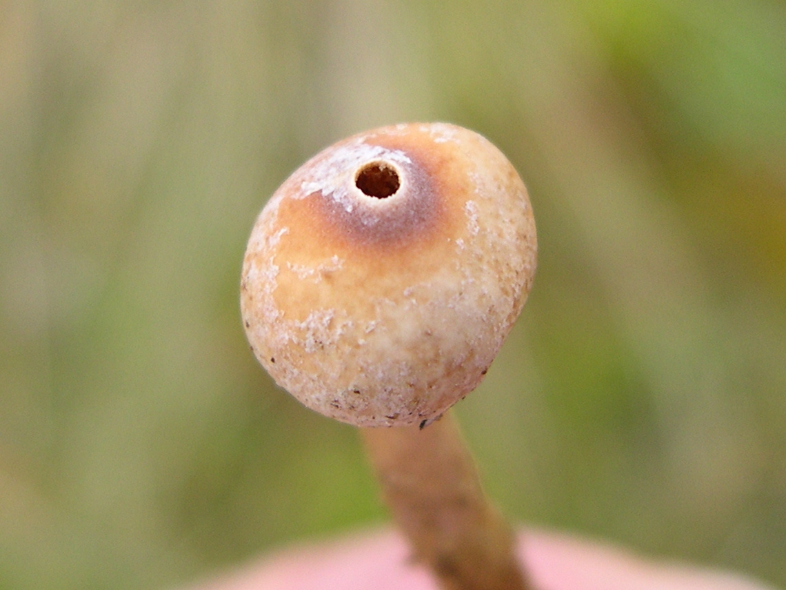 Afficher le média tulostoma_brumale2md tulostoma_brumale2md