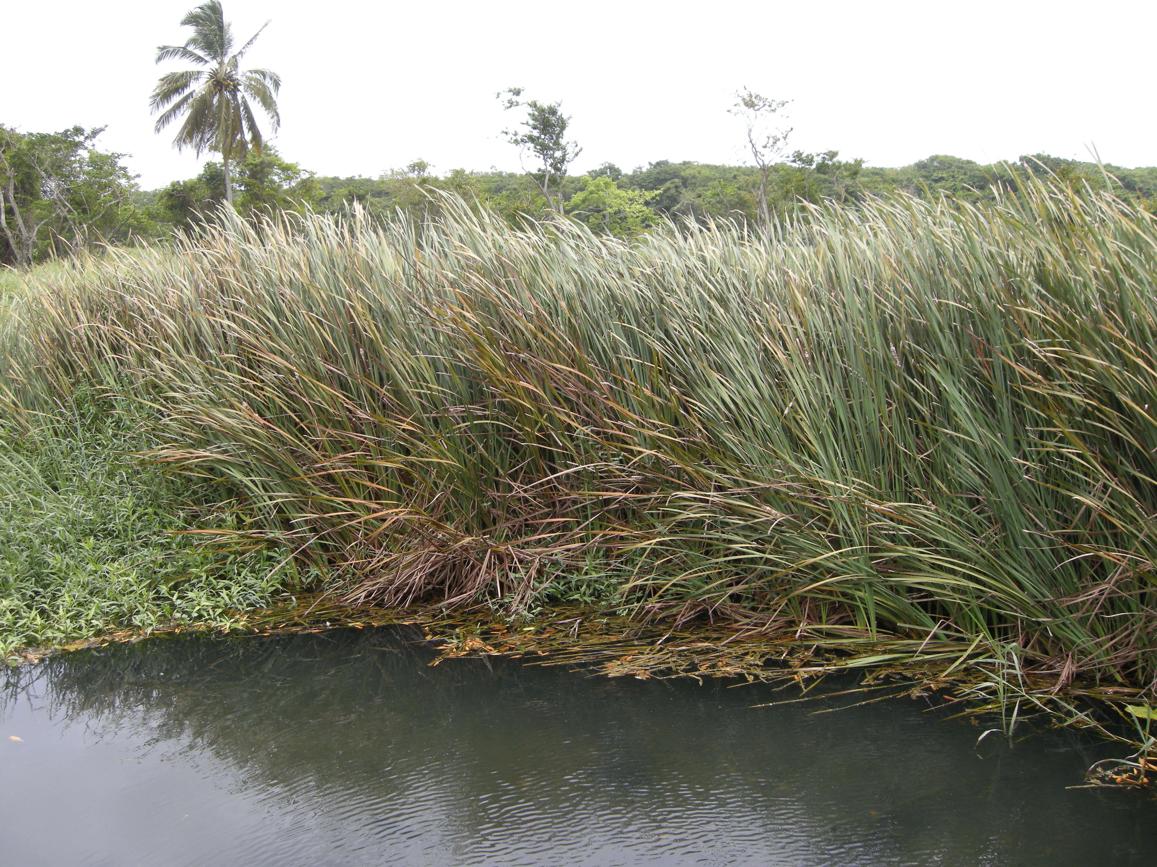 typha_domingensis2md