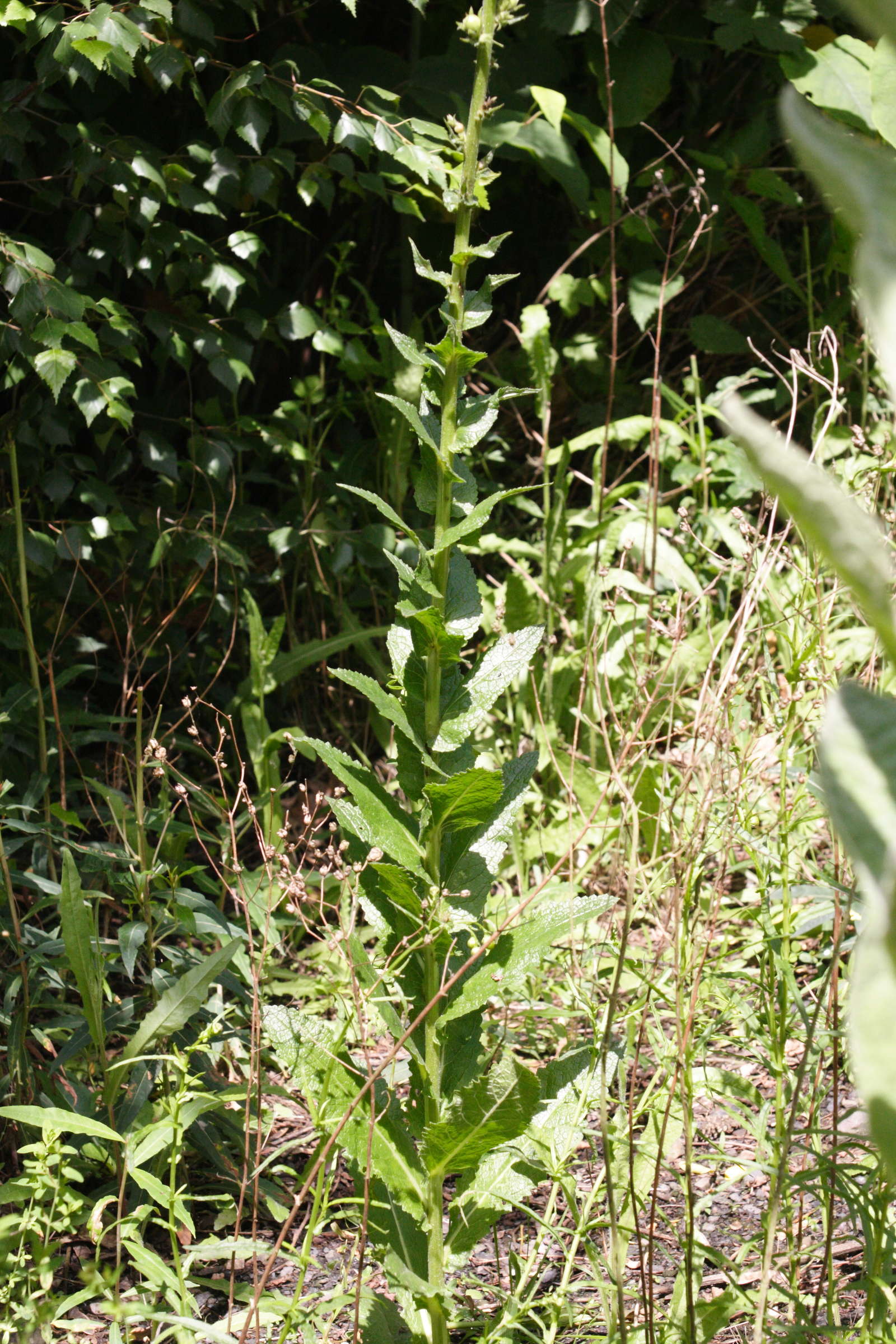 verbascum_virgatum1md