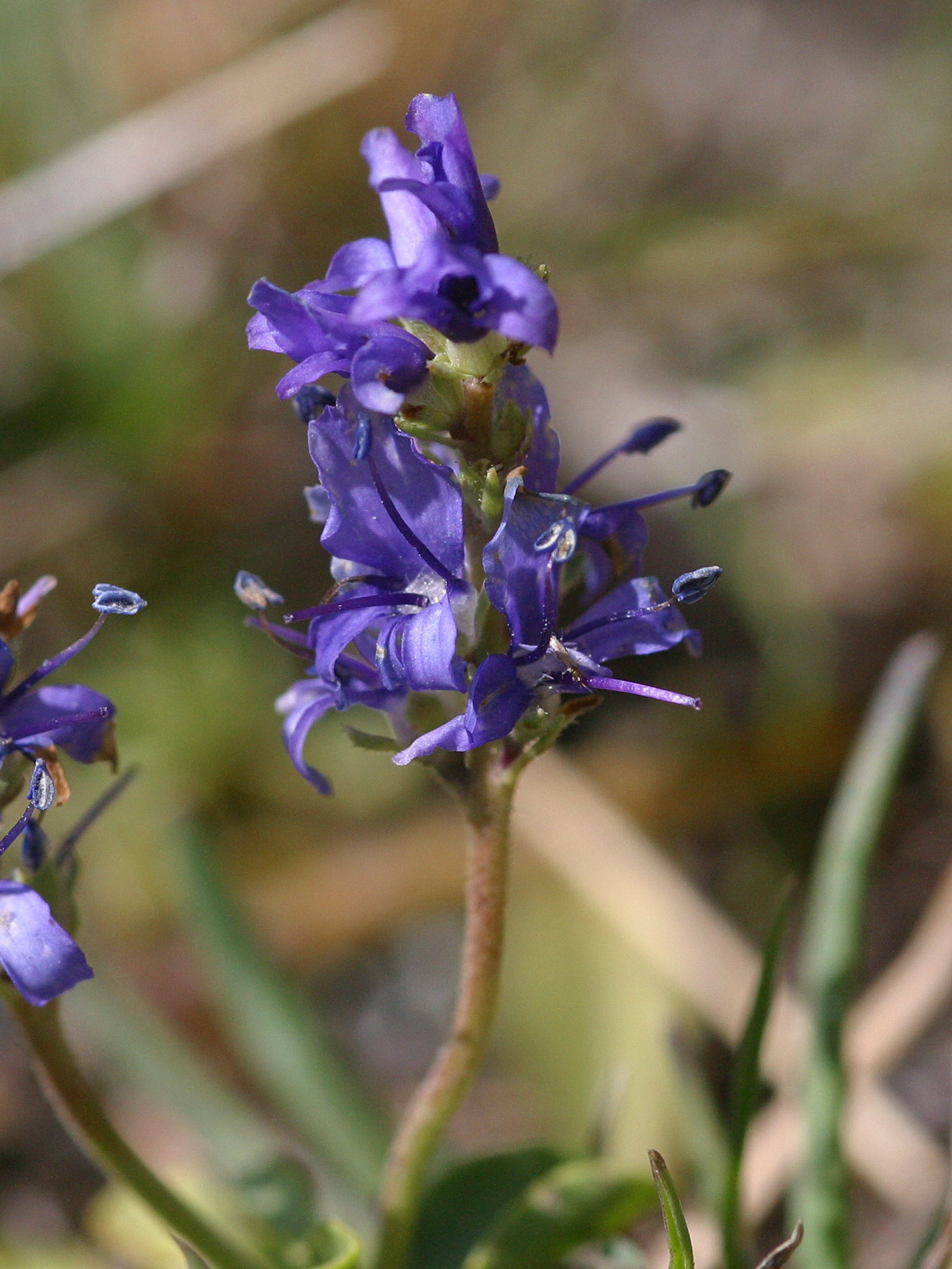 veronica_allionii2bmd