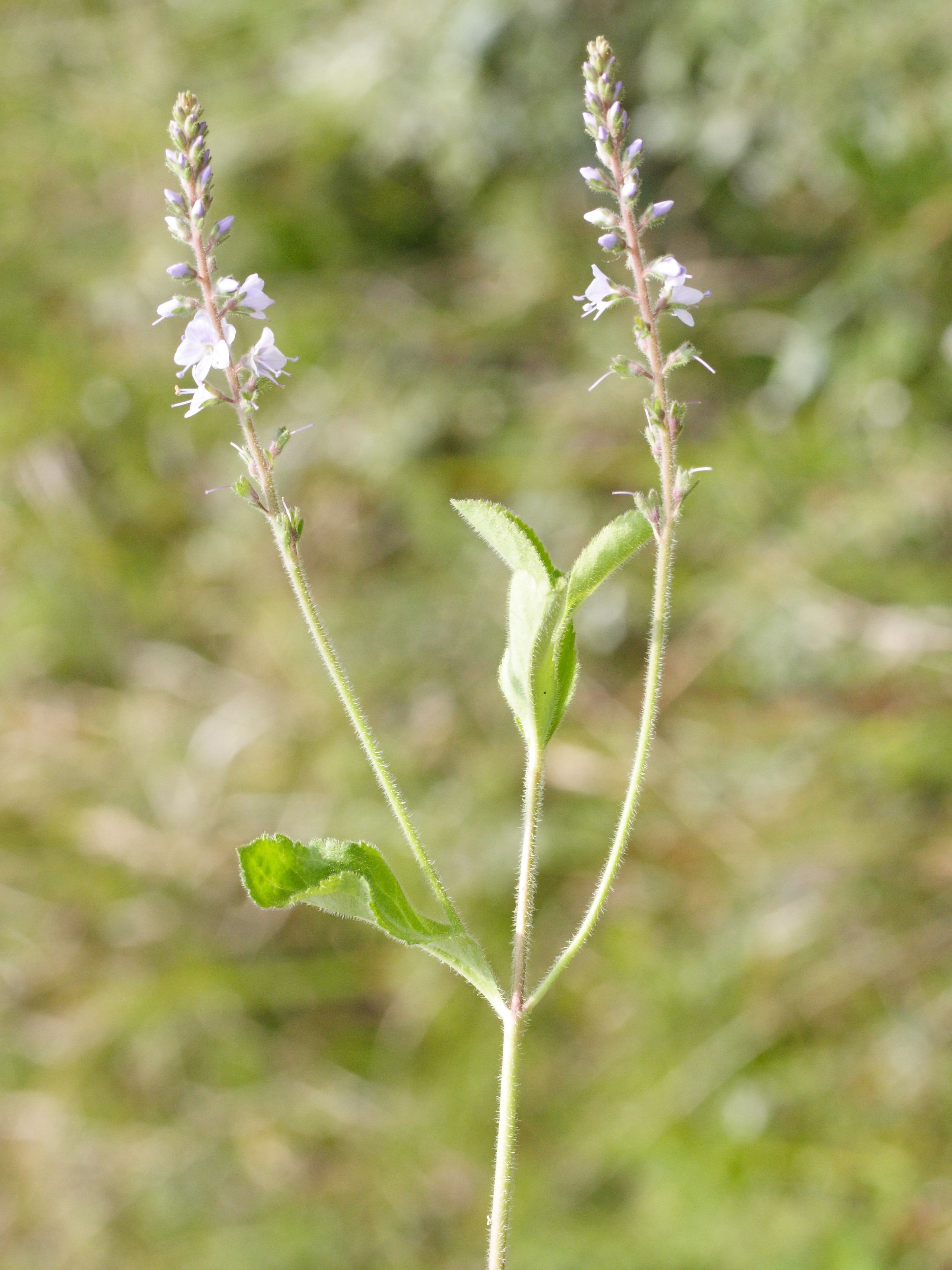 veronica_officinalis2md