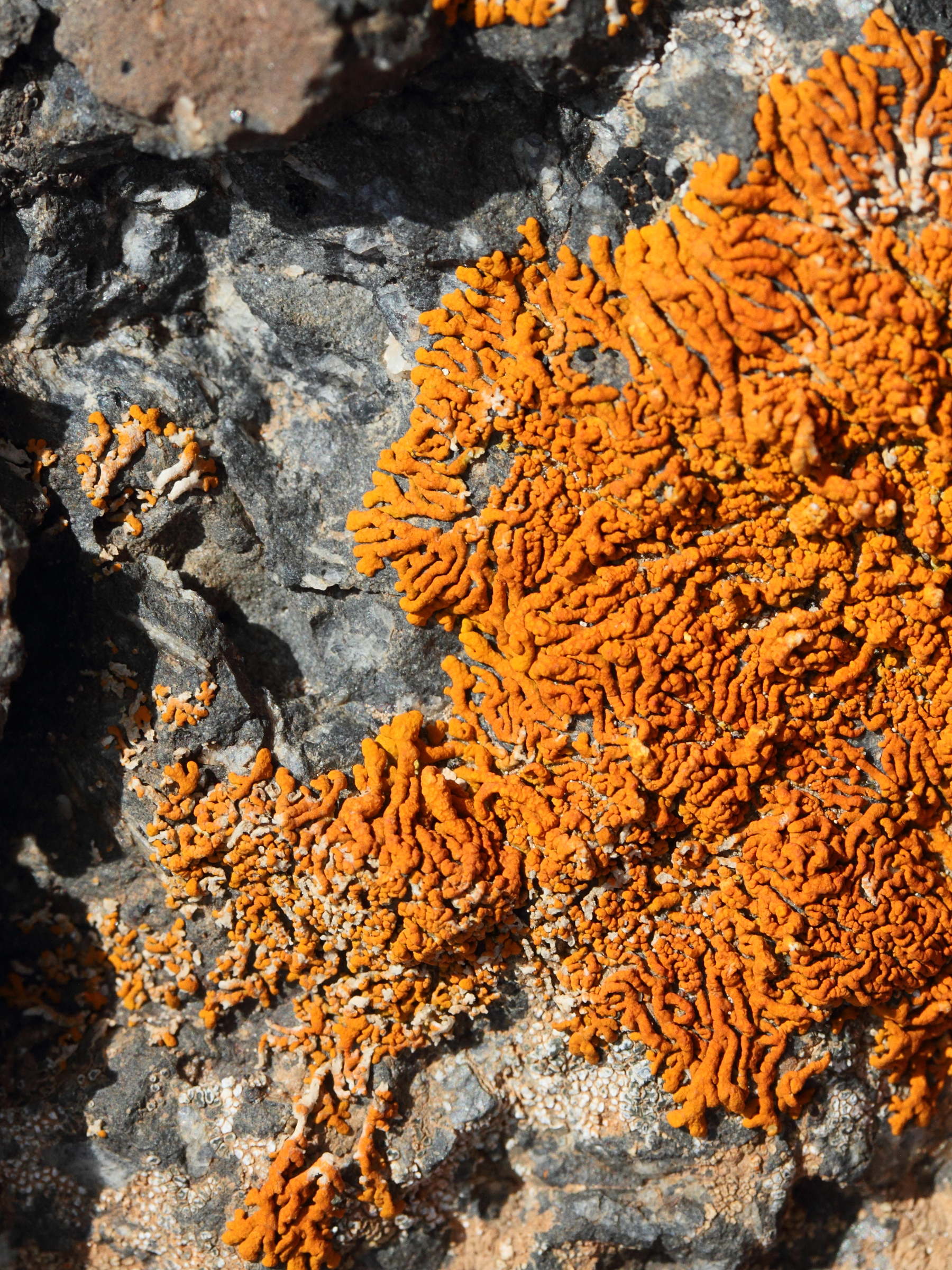 xanthoria_elegans1md
