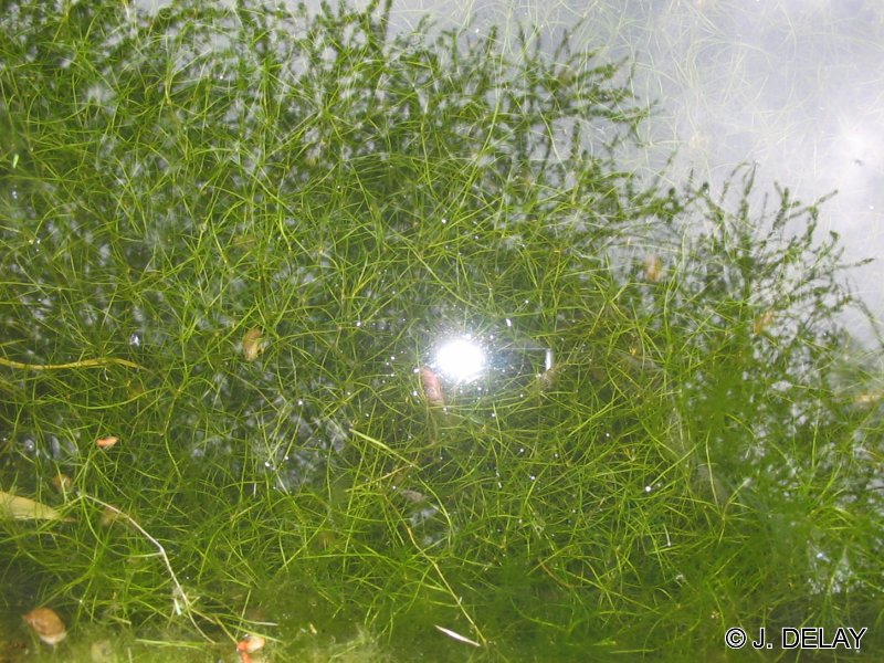 Afficher le média zannichellia_palustris_palustris1jd zannichellia_palustris_palustris1jd