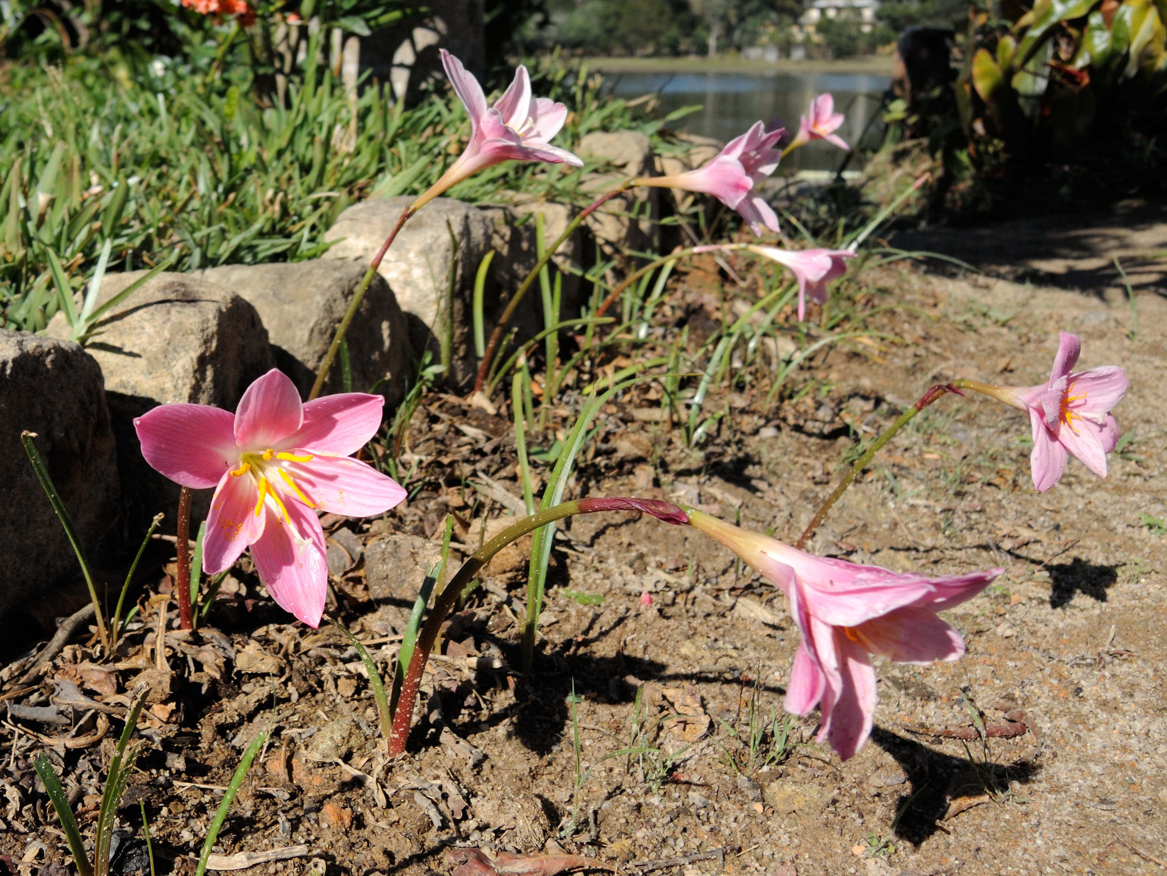 Zephyranthes_sp