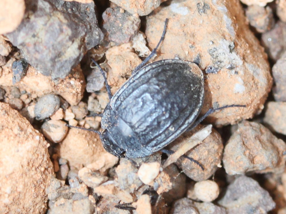 zophosis_bicarinata2md