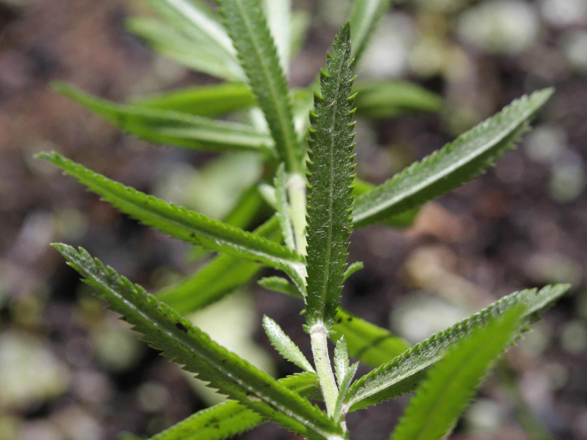 achillea_ptarmica_pyrenaica3bd