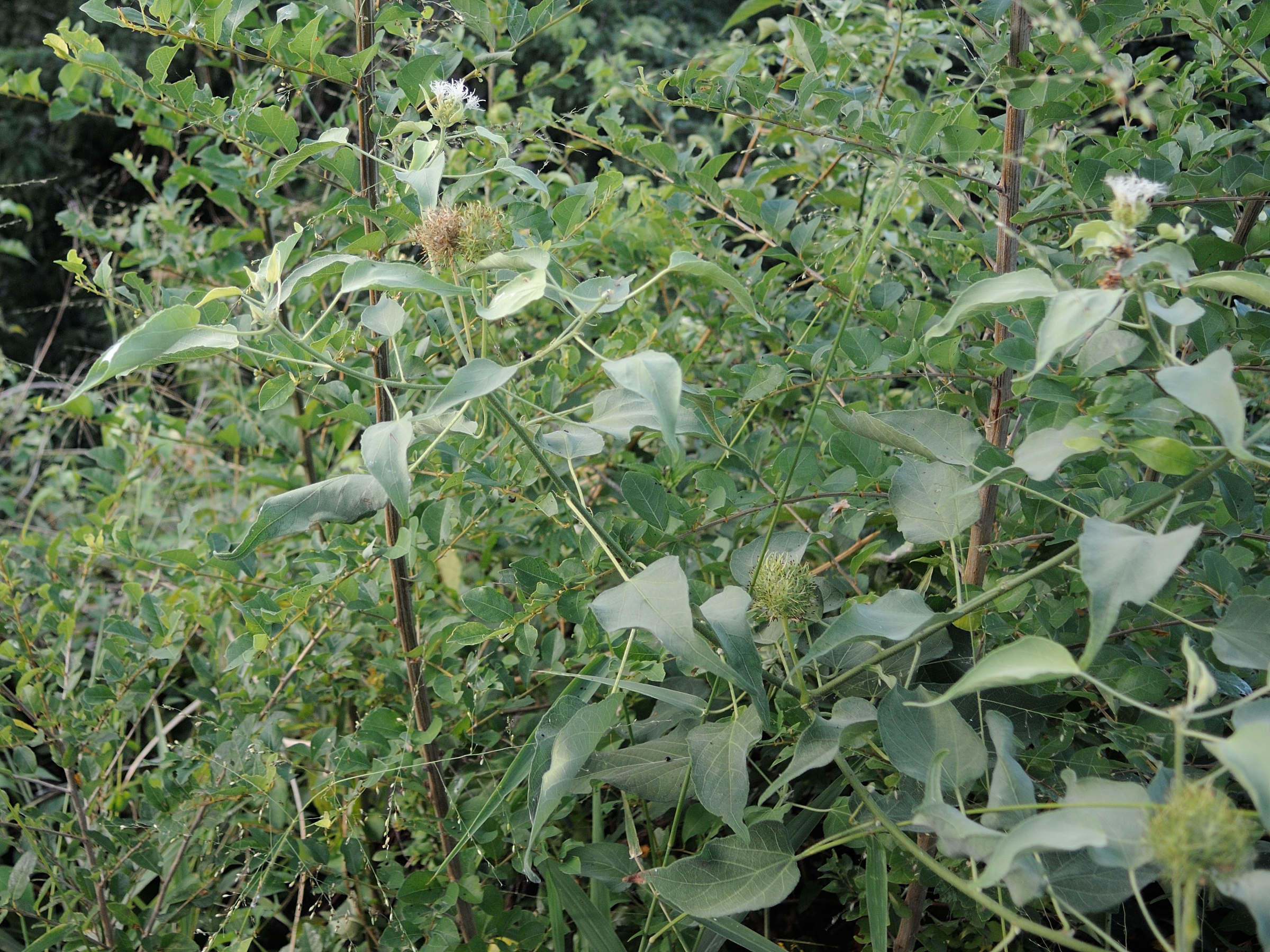 adenochlaena_leucocephala2md