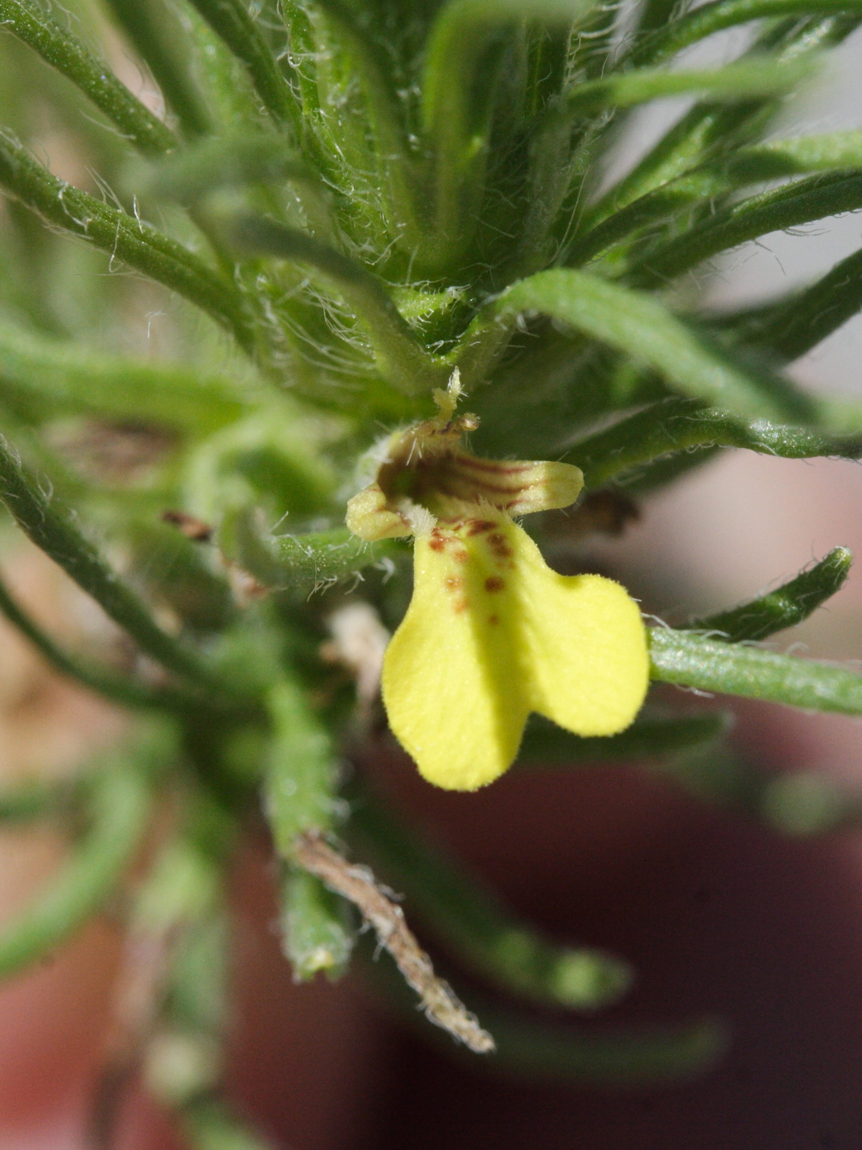 ajuga_chamaepitys3md