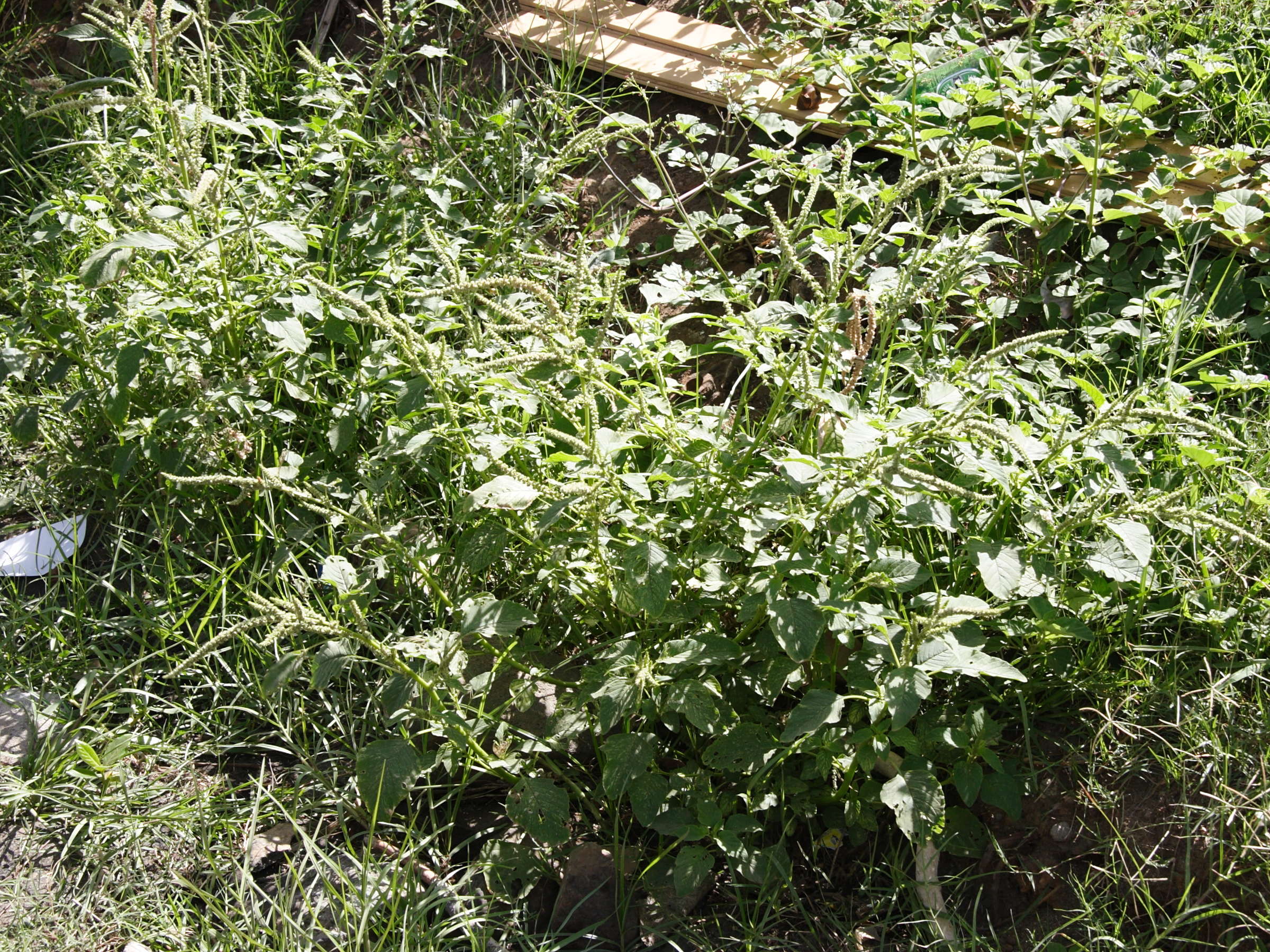 amaranthus_dubius1md